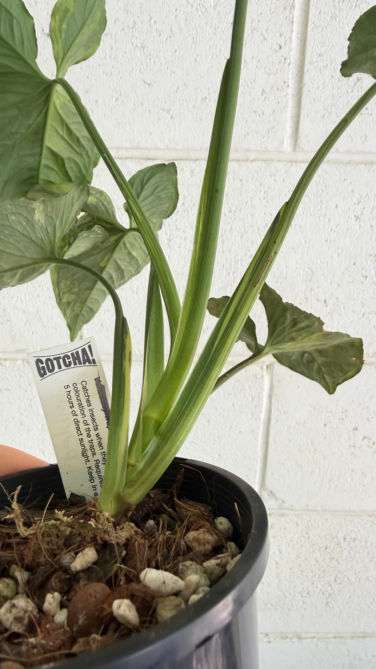Bundle - 2x Syngonium Scrambed Eggs