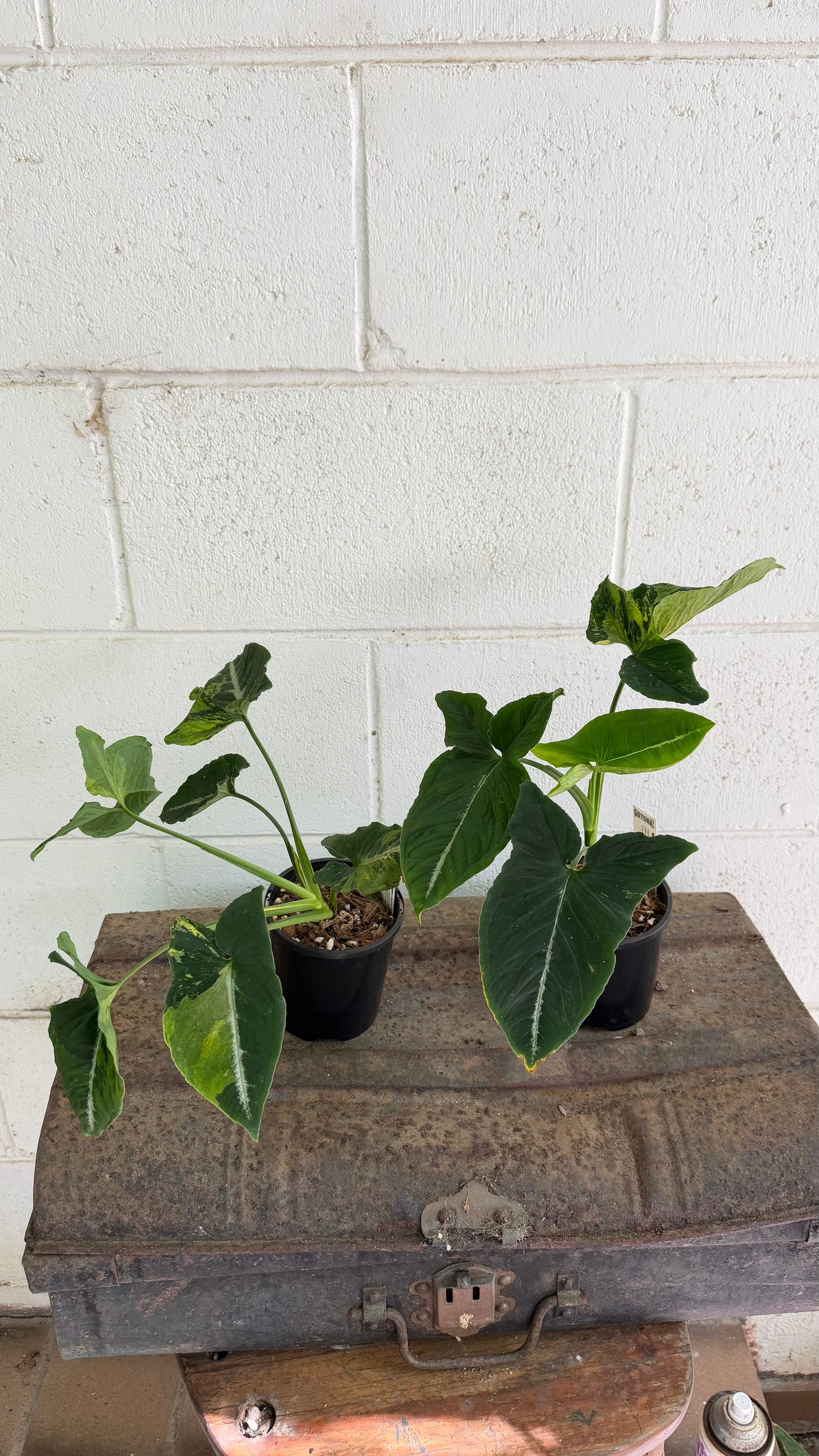 Bundle - 2x Syngonium Scrambed Eggs