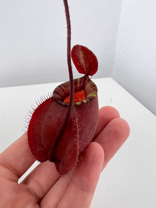 Nepenthes Ampullaria x Viking