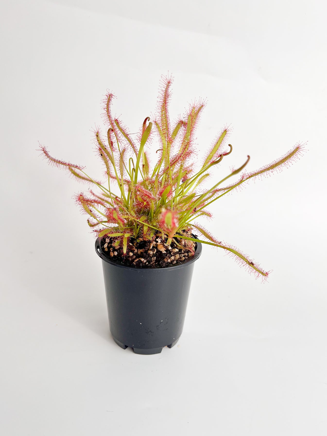 Drosera 'Capensis Red' (Sundew 'Capensis Red'), 70mm - Gotcha Plants
