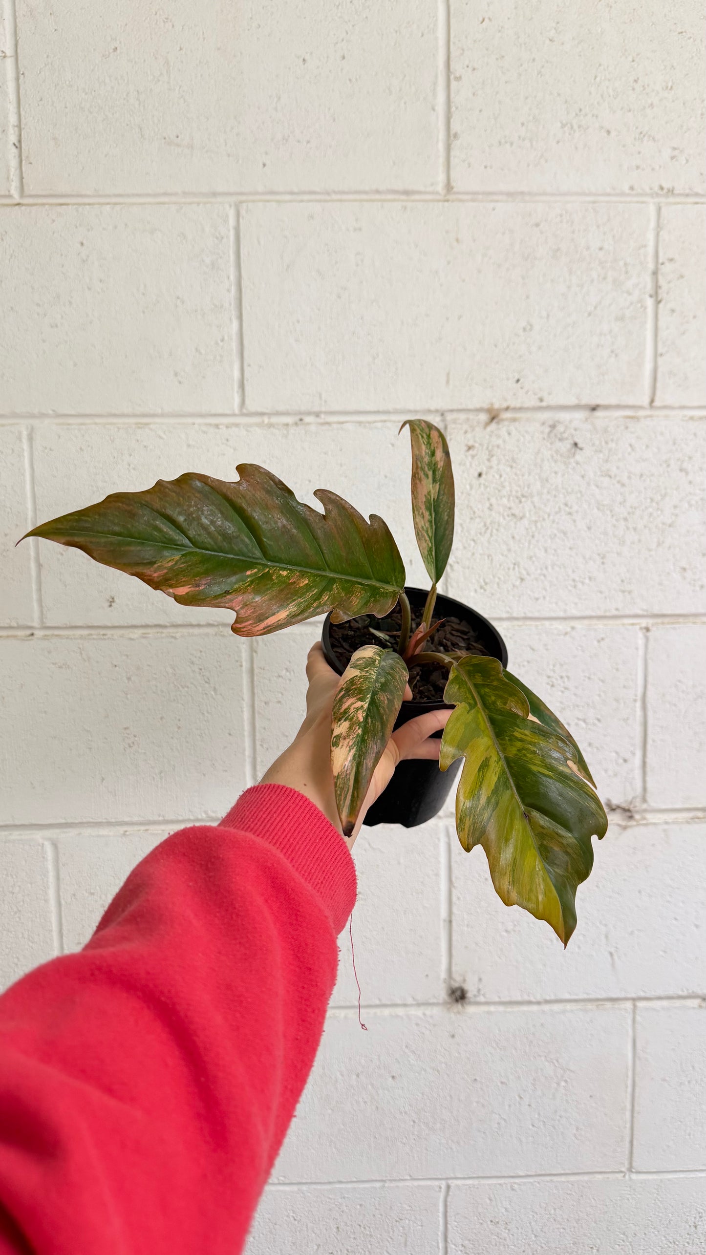 Philodendron Caramel Marble