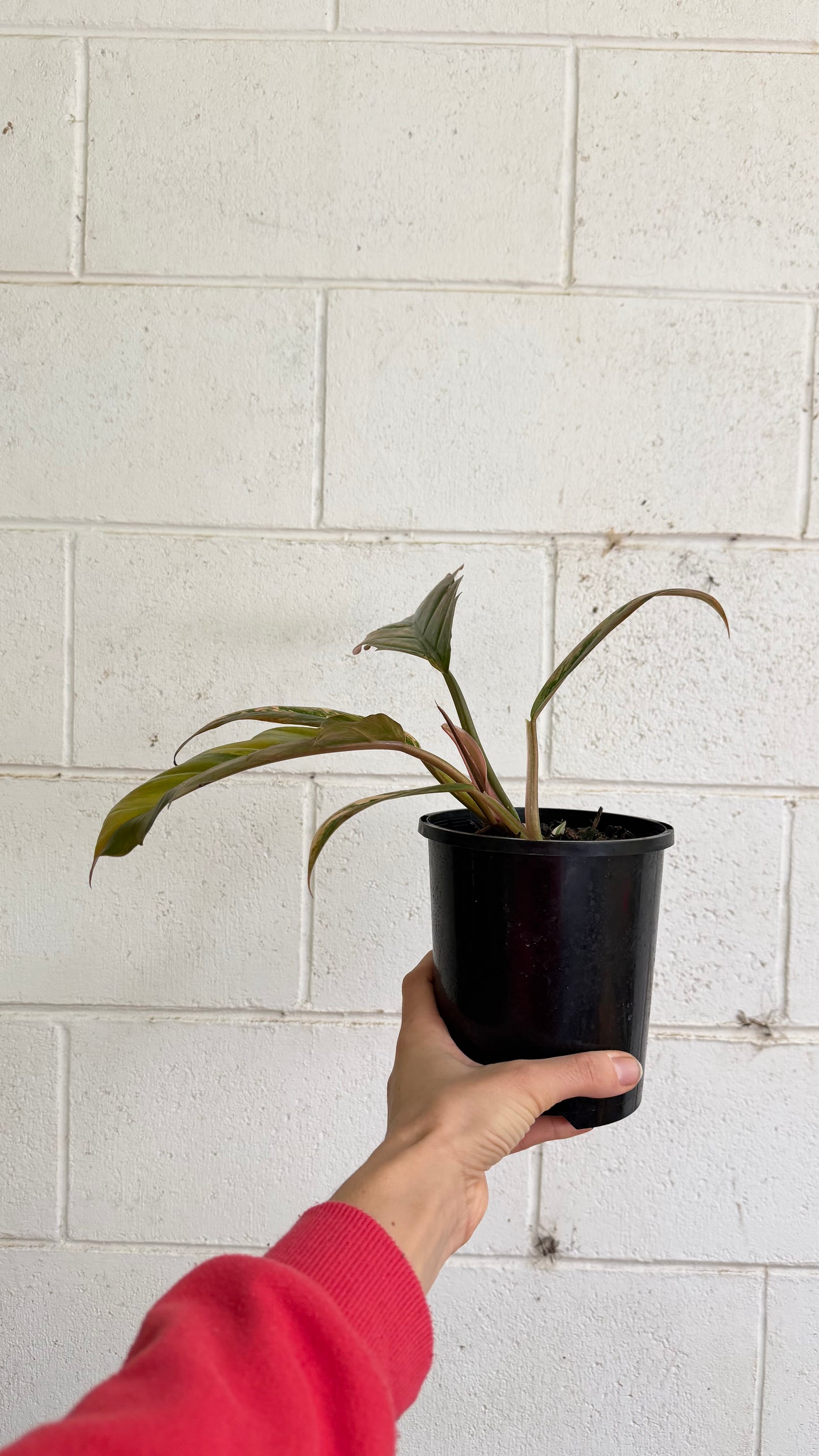 Philodendron Caramel Marble