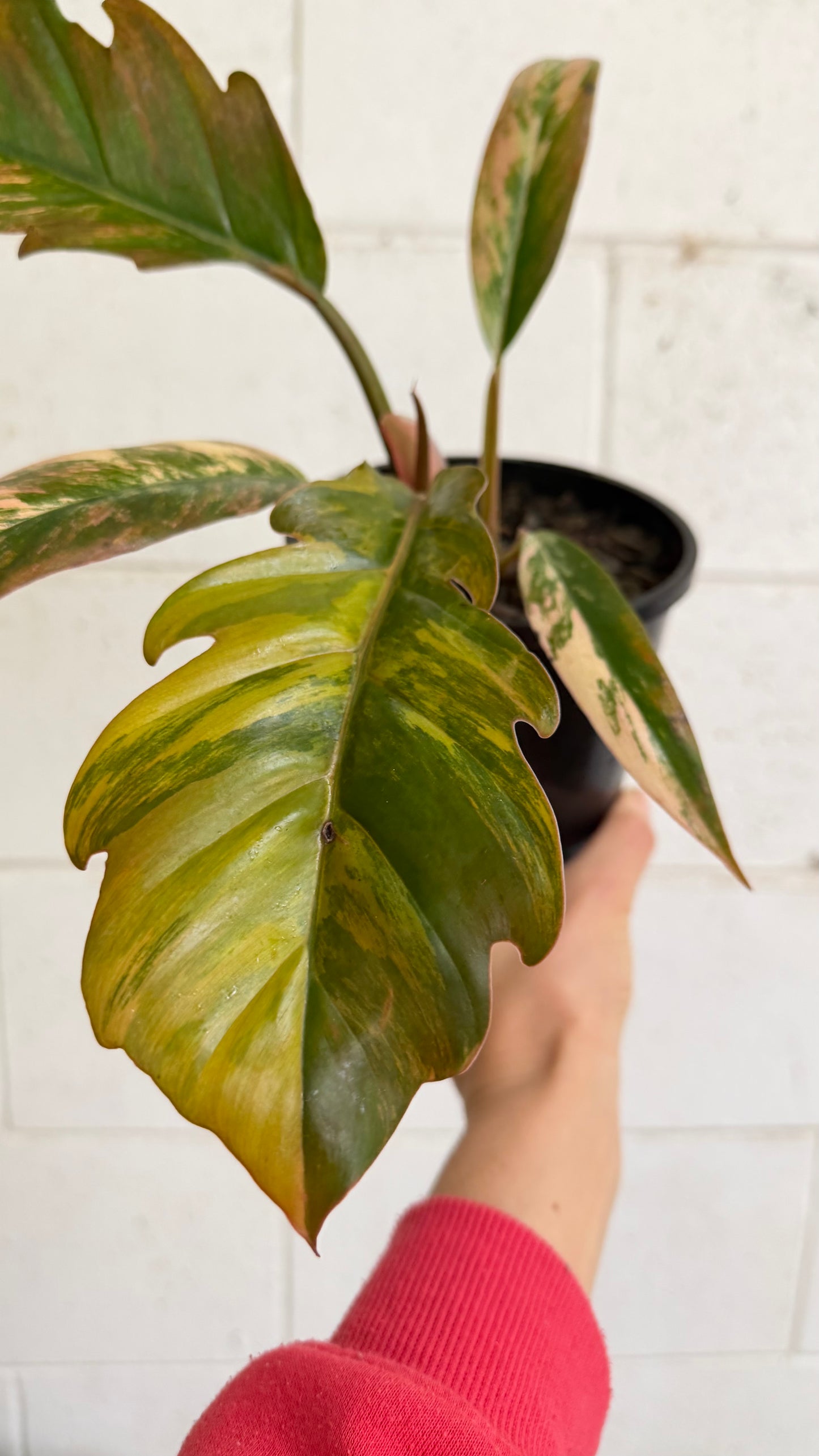 Philodendron Caramel Marble