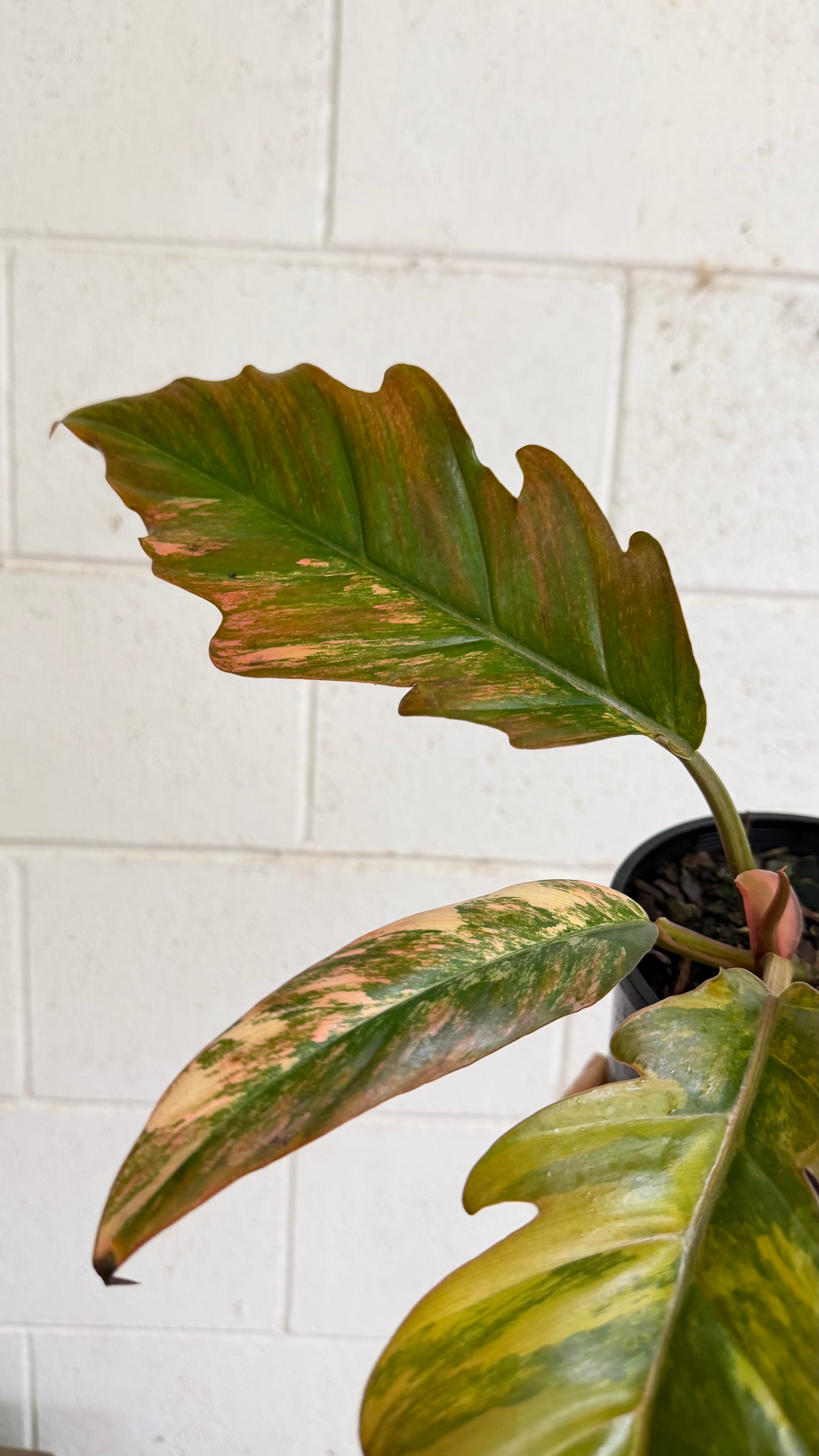 Philodendron Caramel Marble