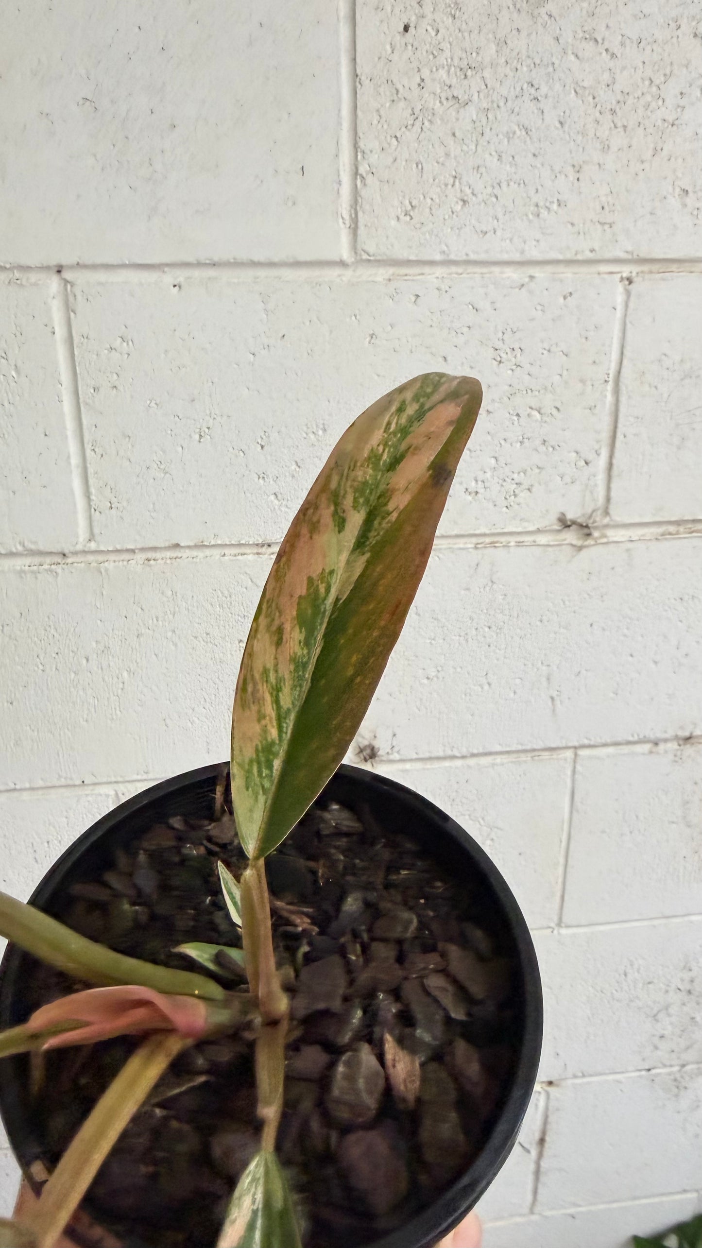 Philodendron Caramel Marble