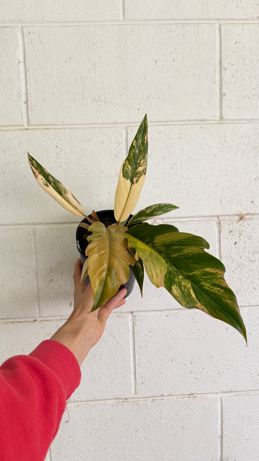 Philodendron Caramel Marble