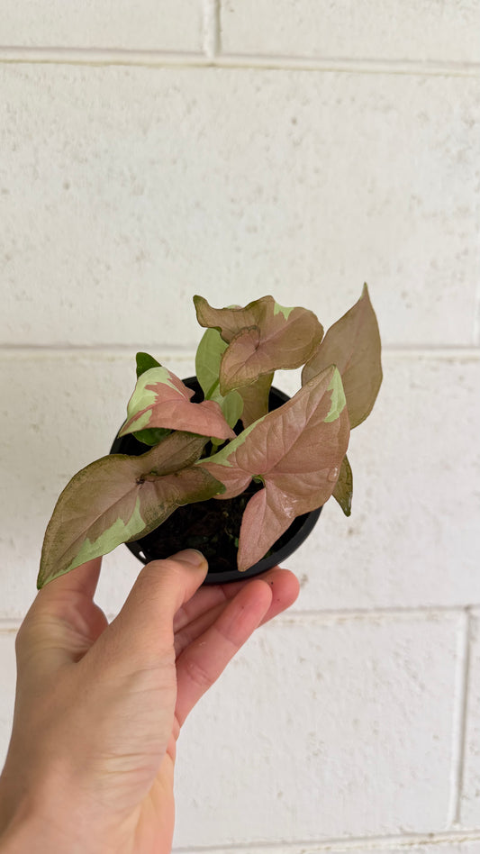 Syngonium Strawberry Milk