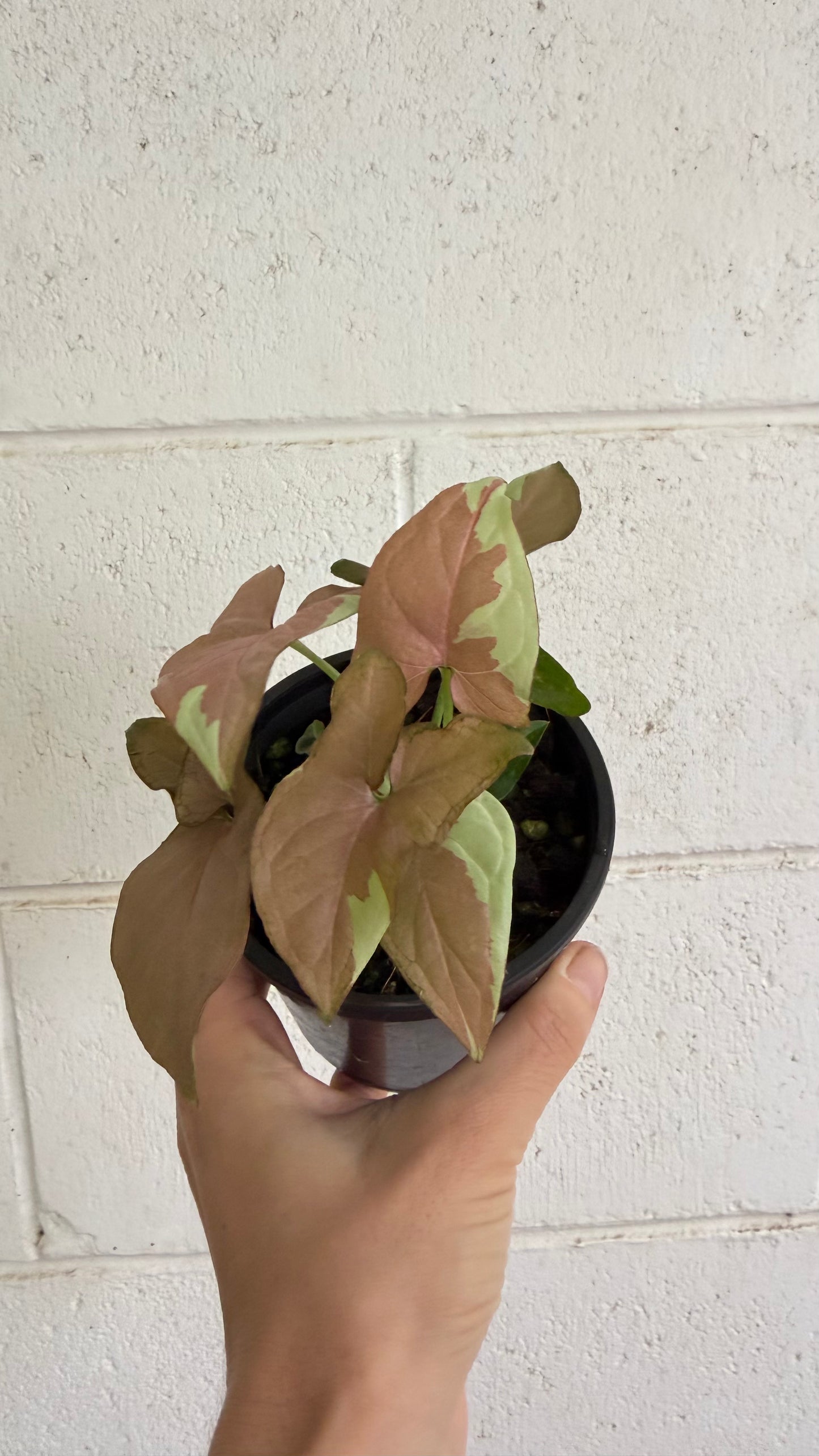 Syngonium Strawberry Milk