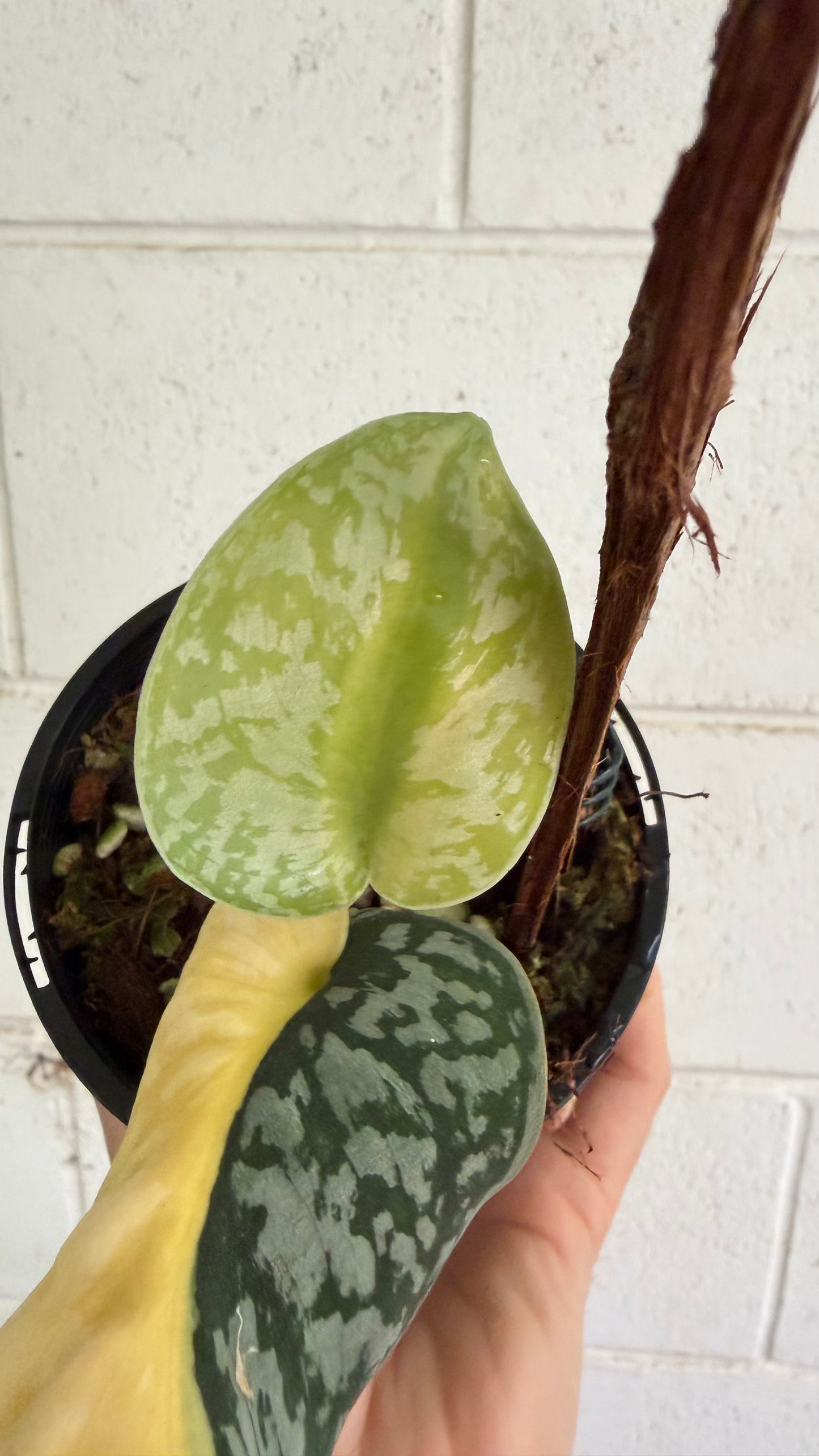 Scindapsus Mayari - half moon