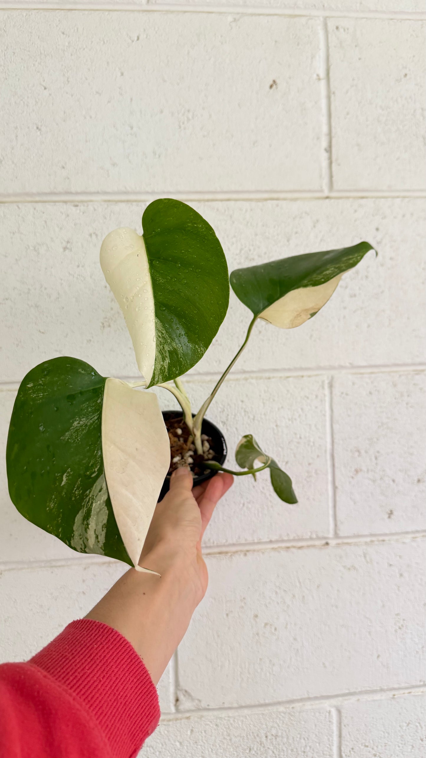 Half Moon Monstera Borsigiana Variegated