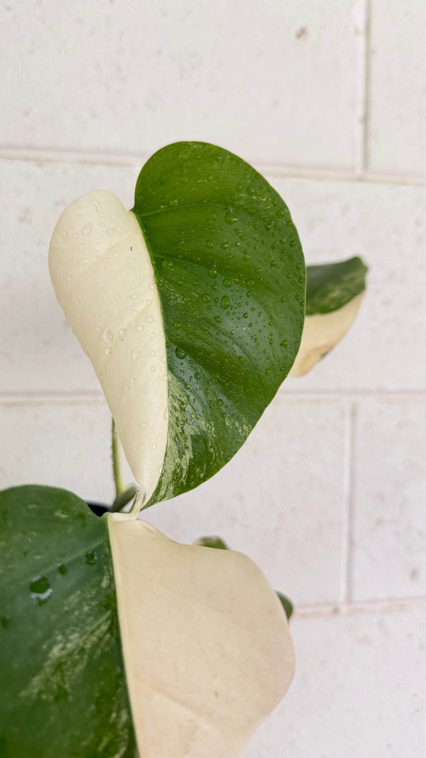 Half Moon Monstera Borsigiana Variegated
