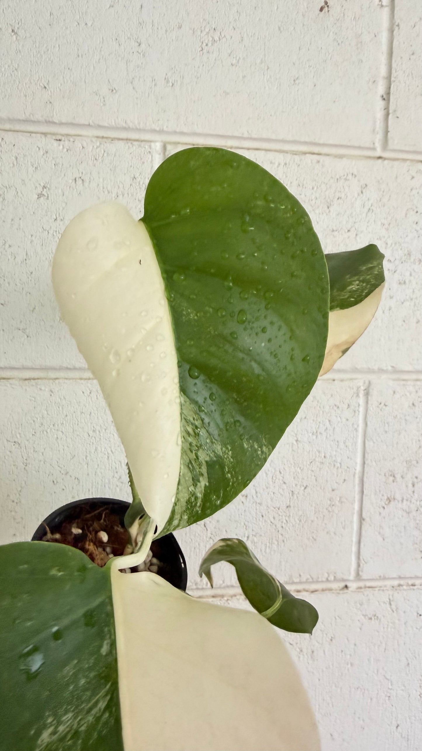 Half Moon Monstera Borsigiana Variegated