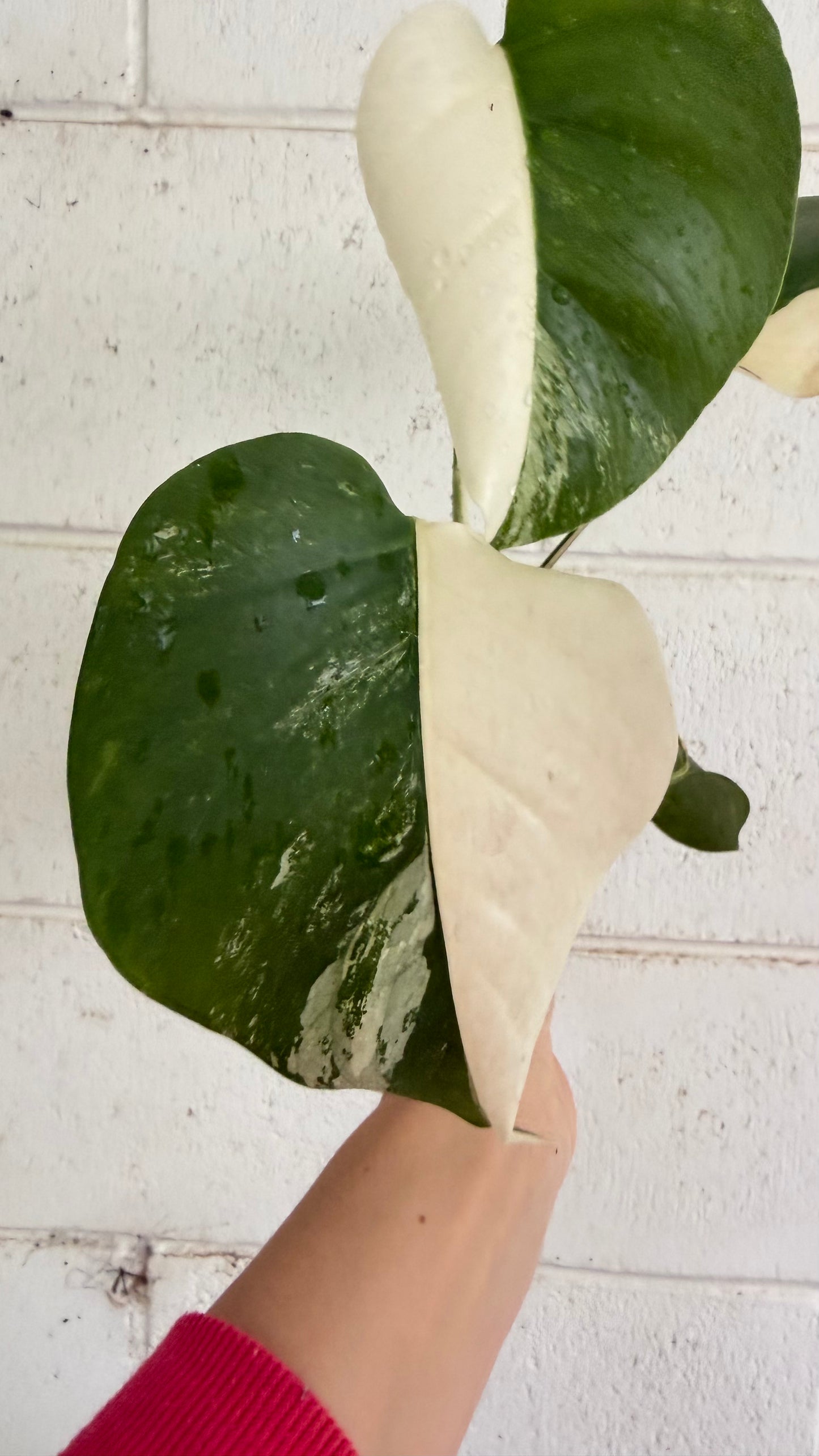 Half Moon Monstera Borsigiana Variegated