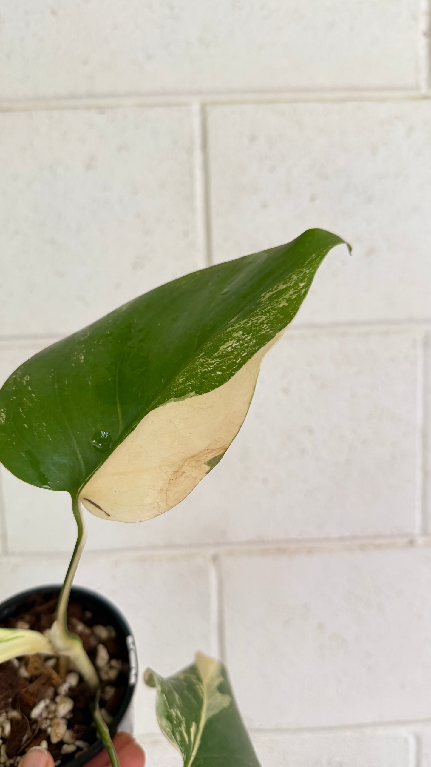 Half Moon Monstera Borsigiana Variegated