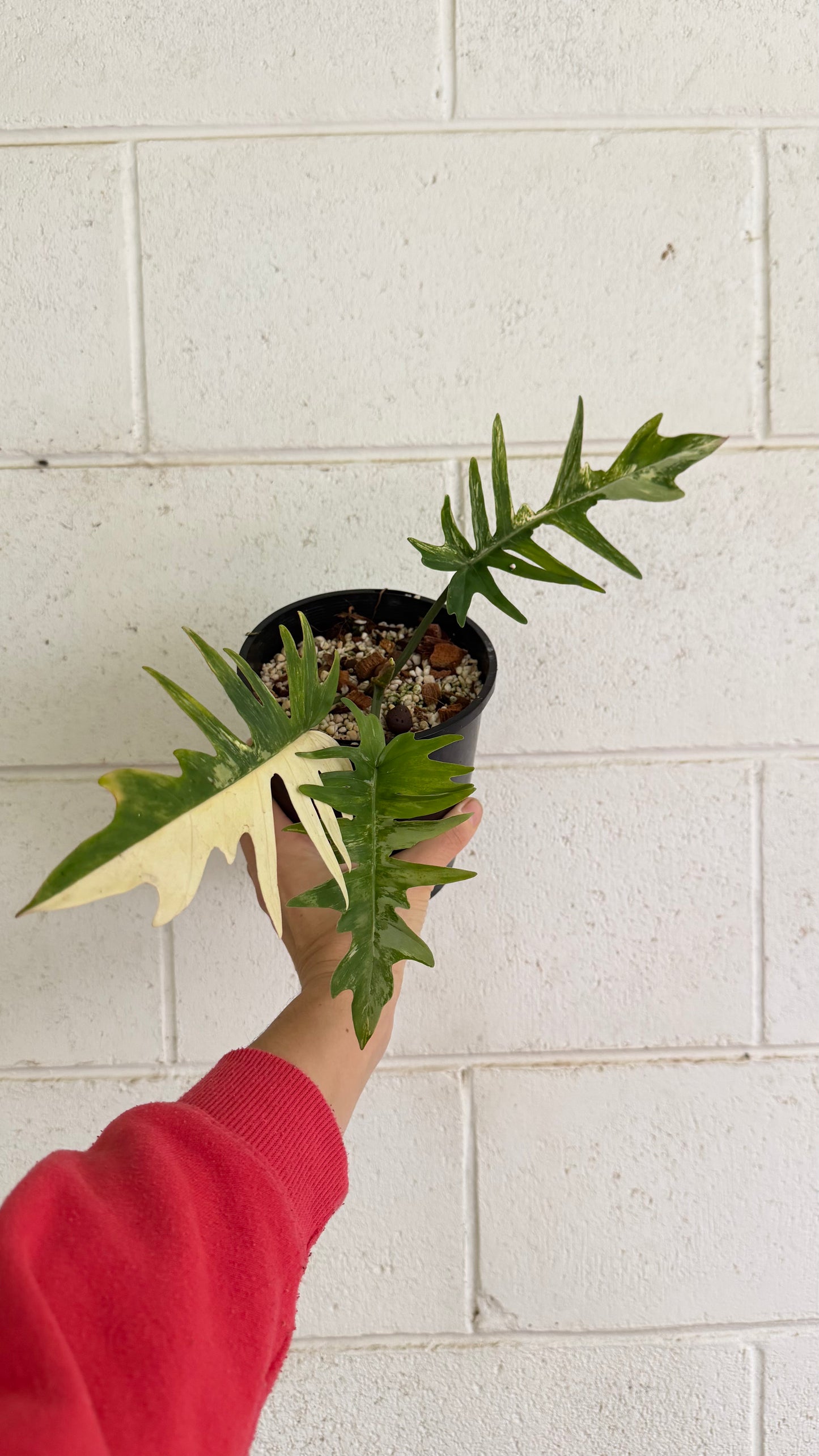 Philodendron Florida beauty x Tortum (rooted cutting)