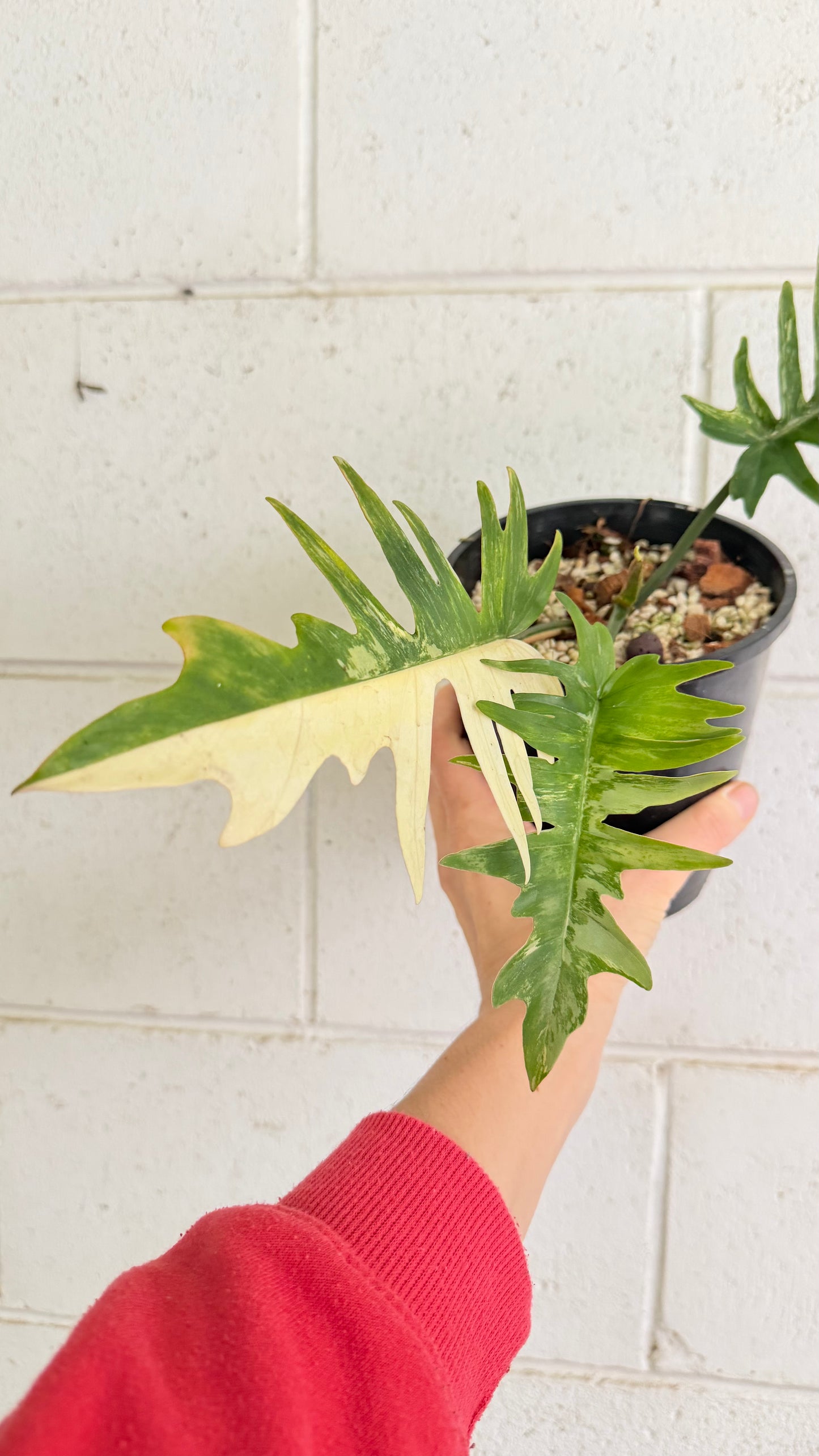 Philodendron Florida beauty x Tortum (rooted cutting)