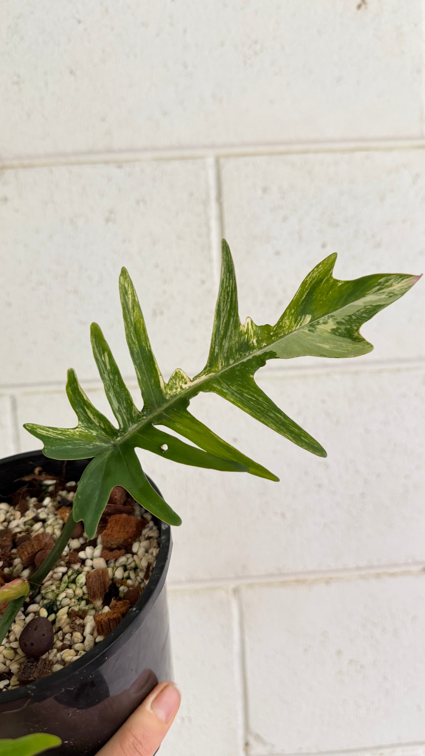 Philodendron Florida beauty x Tortum (rooted cutting)
