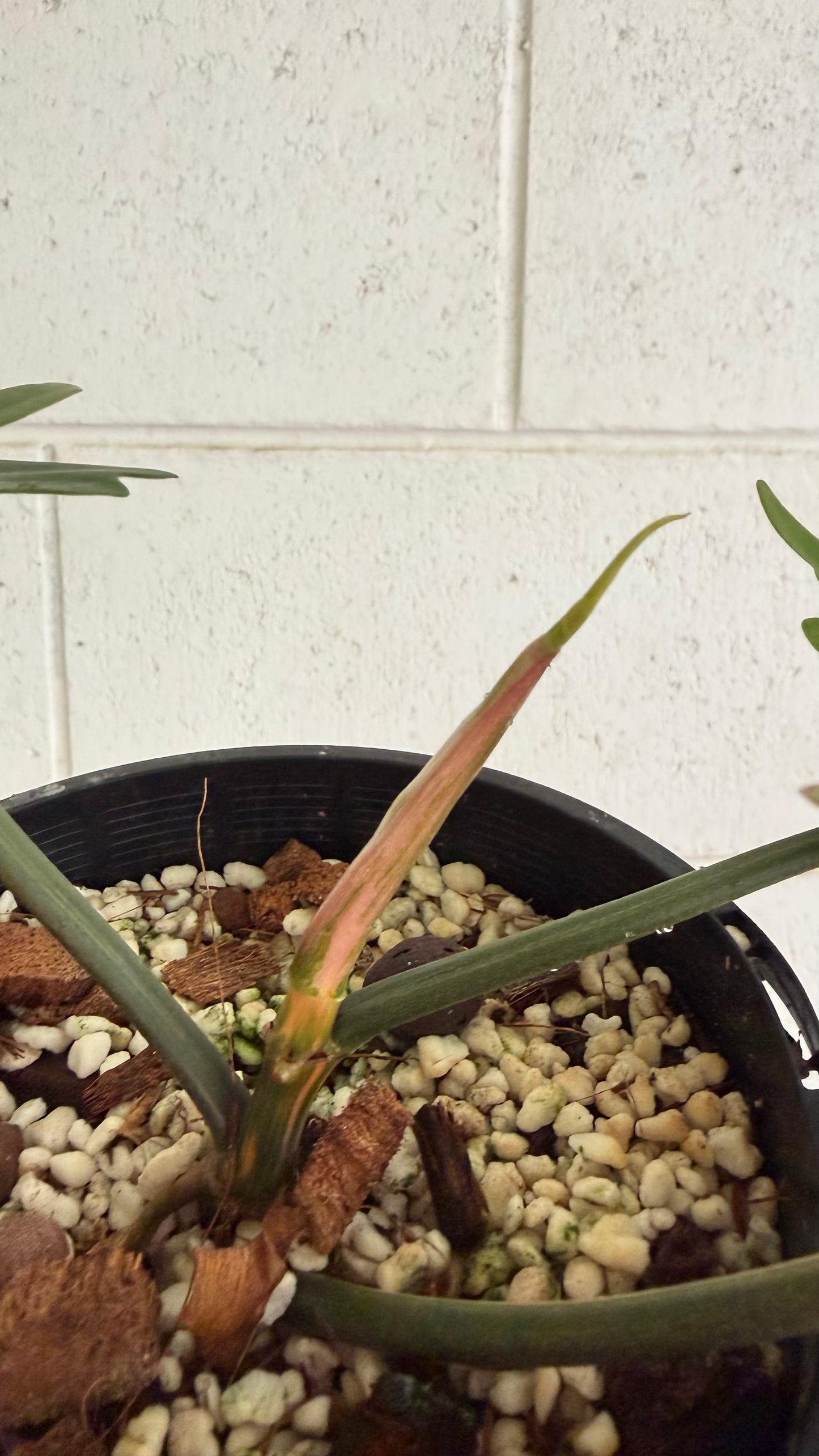 Philodendron Florida beauty x Tortum (rooted cutting)