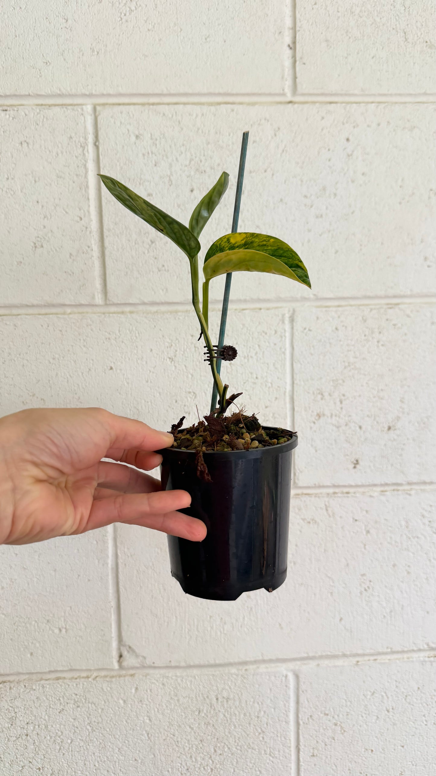 Monstera Peru variegated