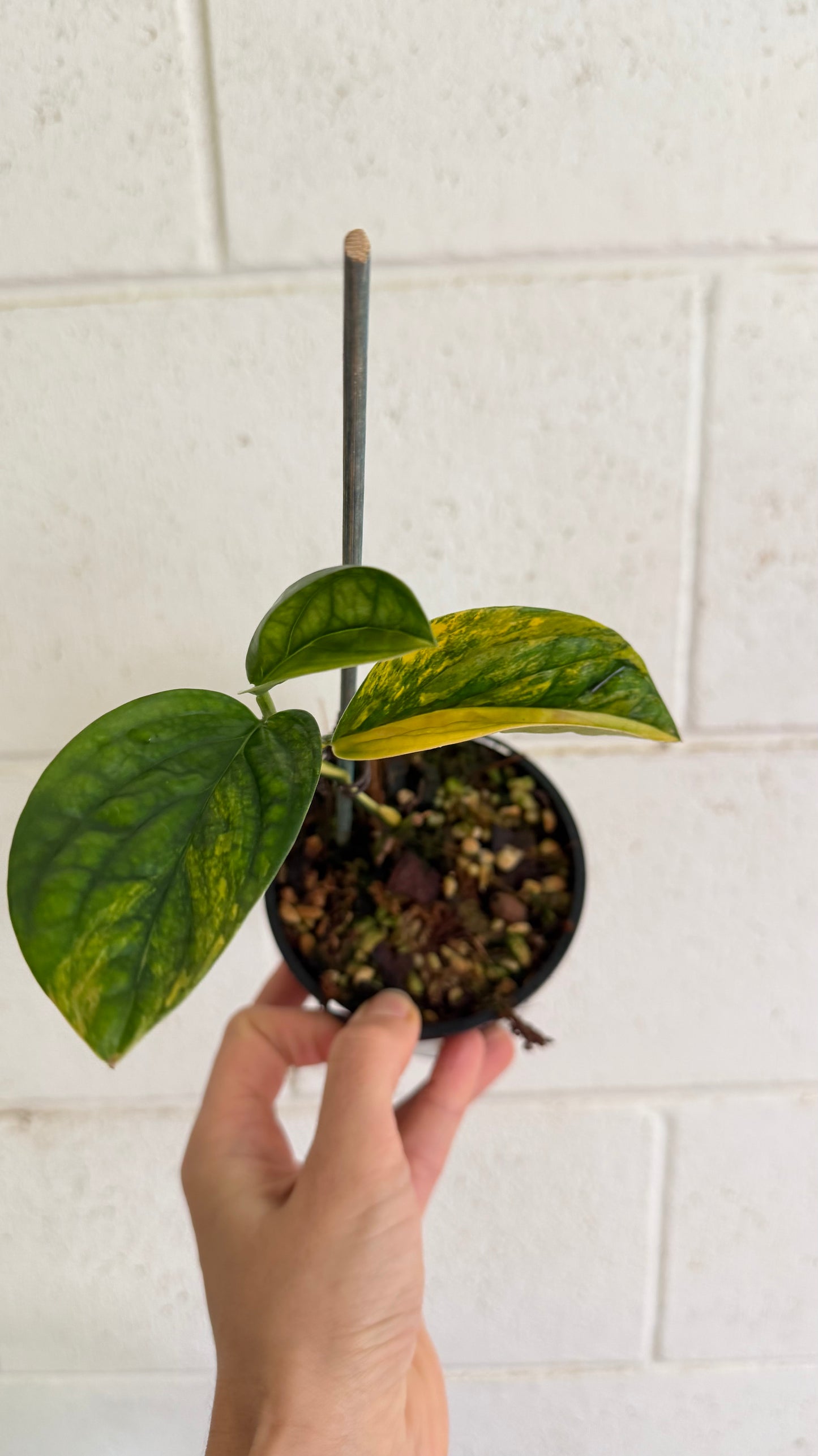 Monstera Peru variegated