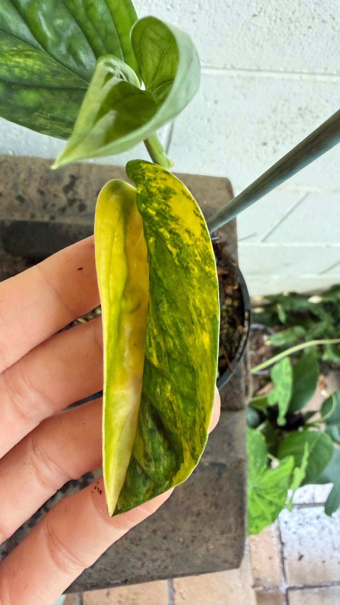 Monstera Peru variegated
