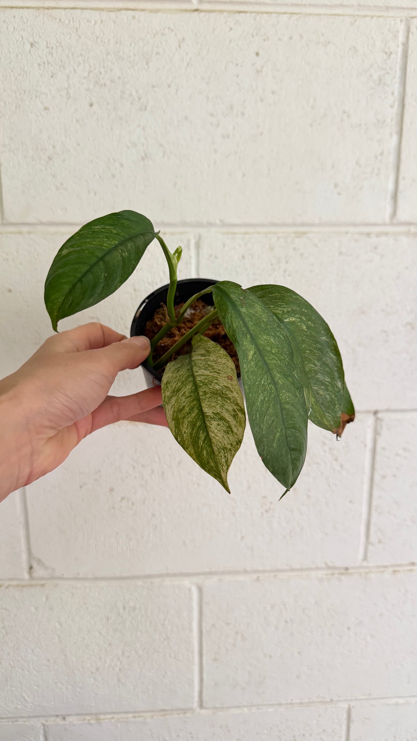 Rhaphidophora puberula variegata