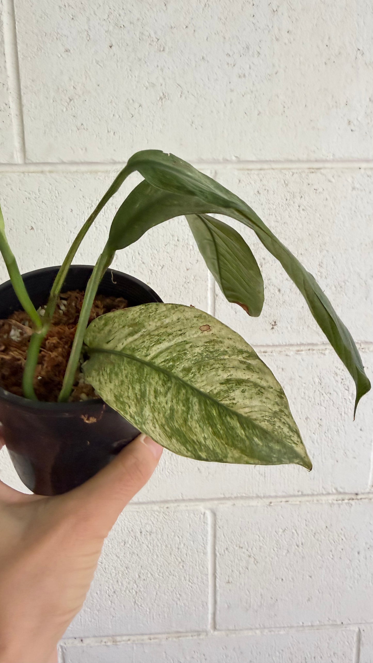 Rhaphidophora puberula variegata