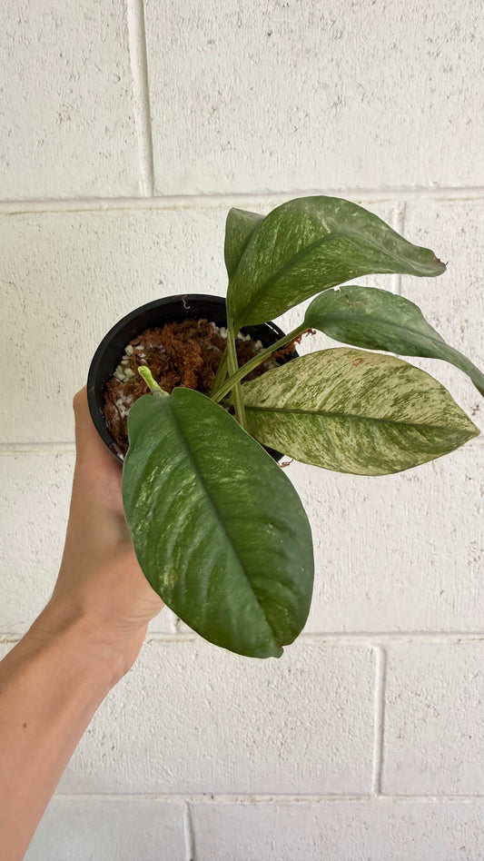 Rhaphidophora puberula variegata