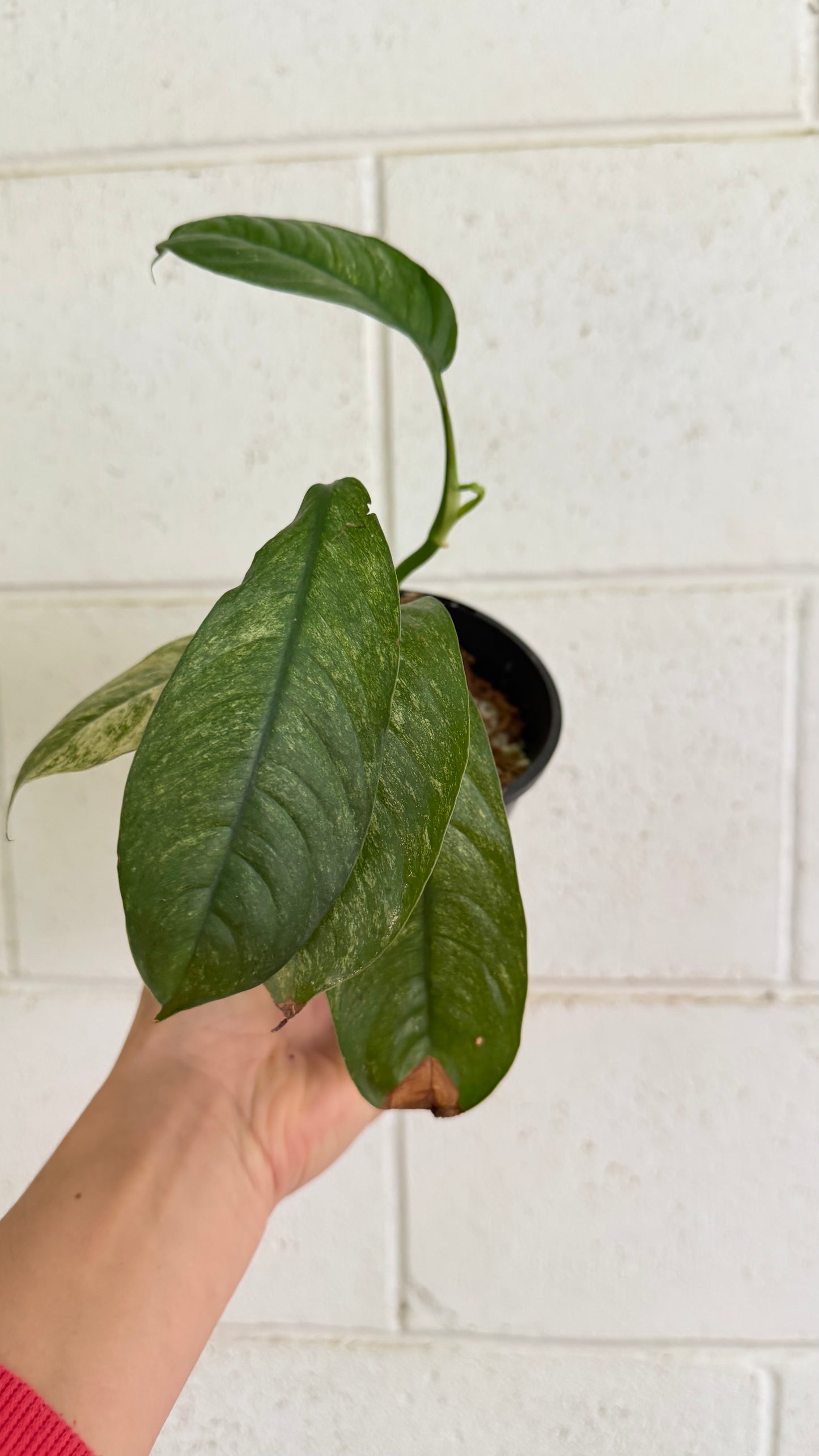 Rhaphidophora puberula variegata