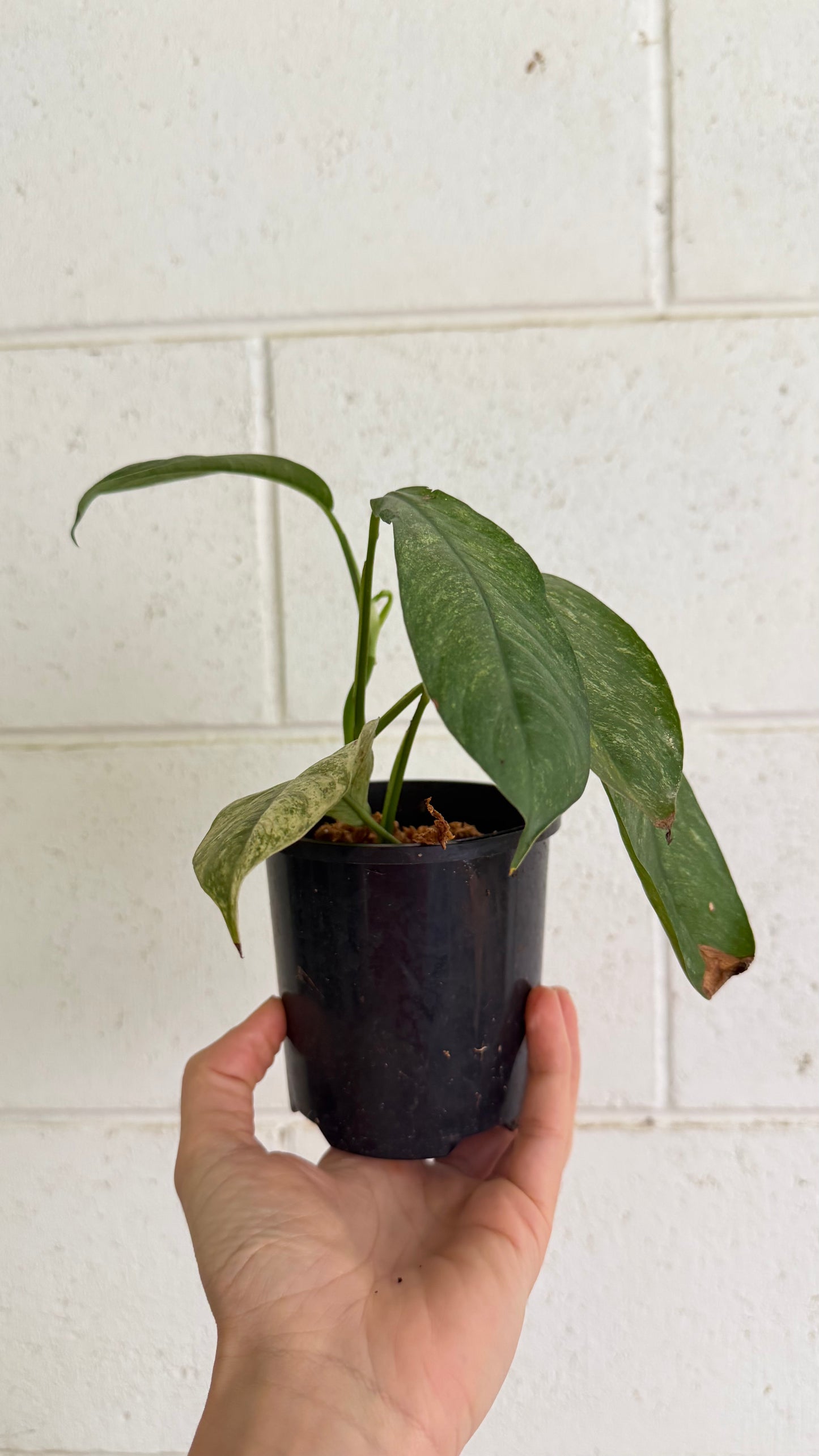 Rhaphidophora puberula variegata