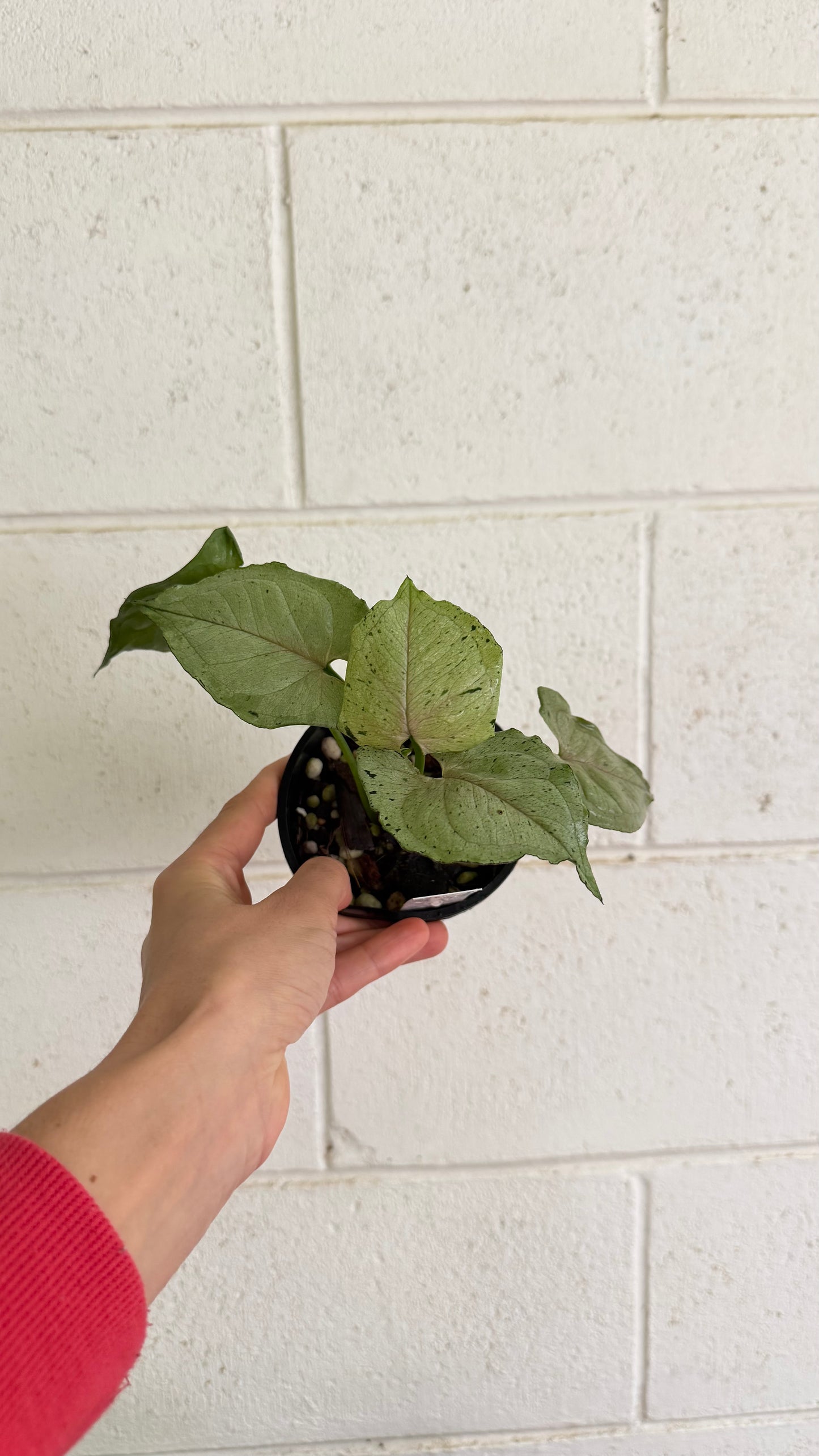 Syngonium Green Splash