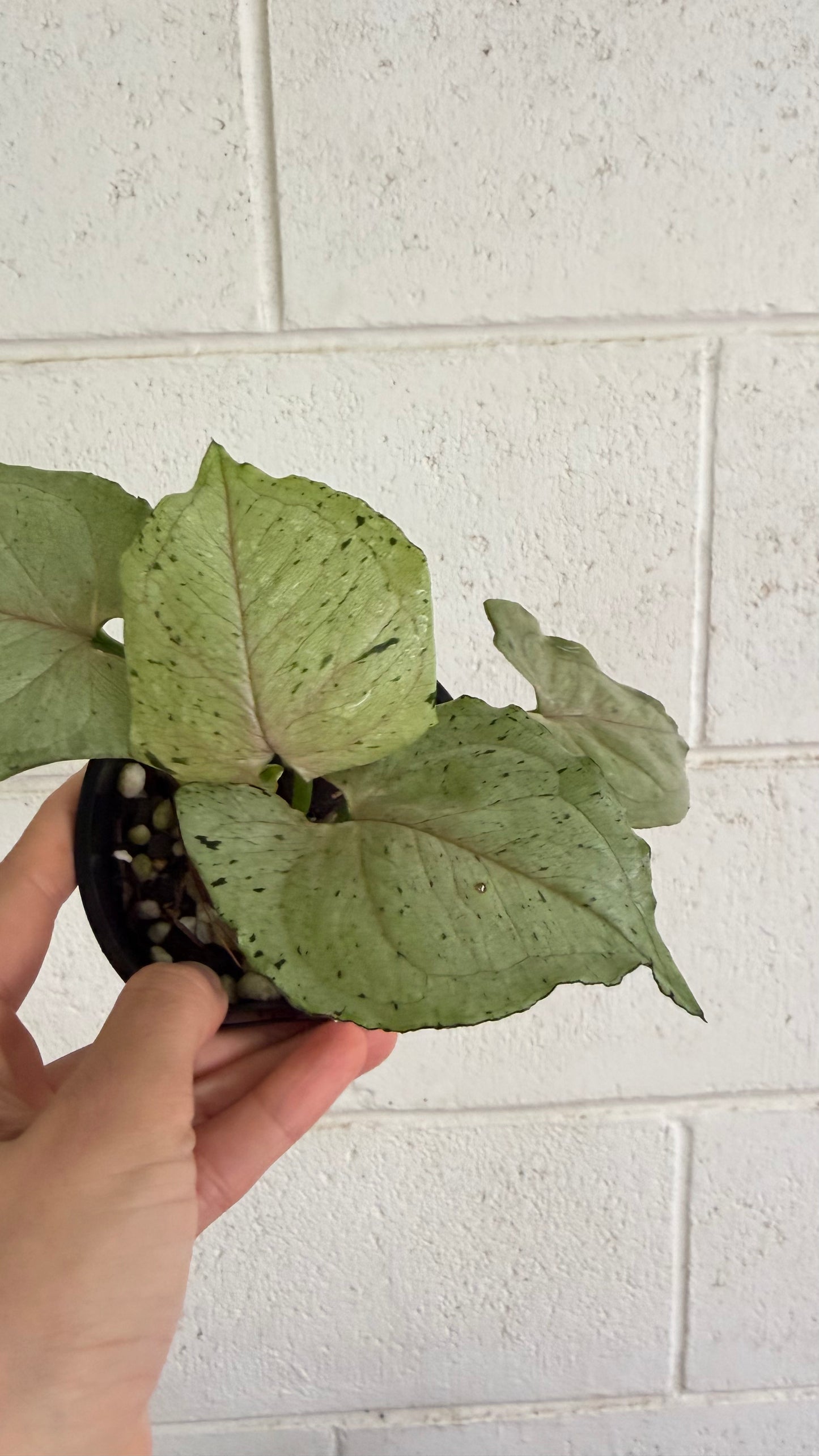Syngonium Green Splash