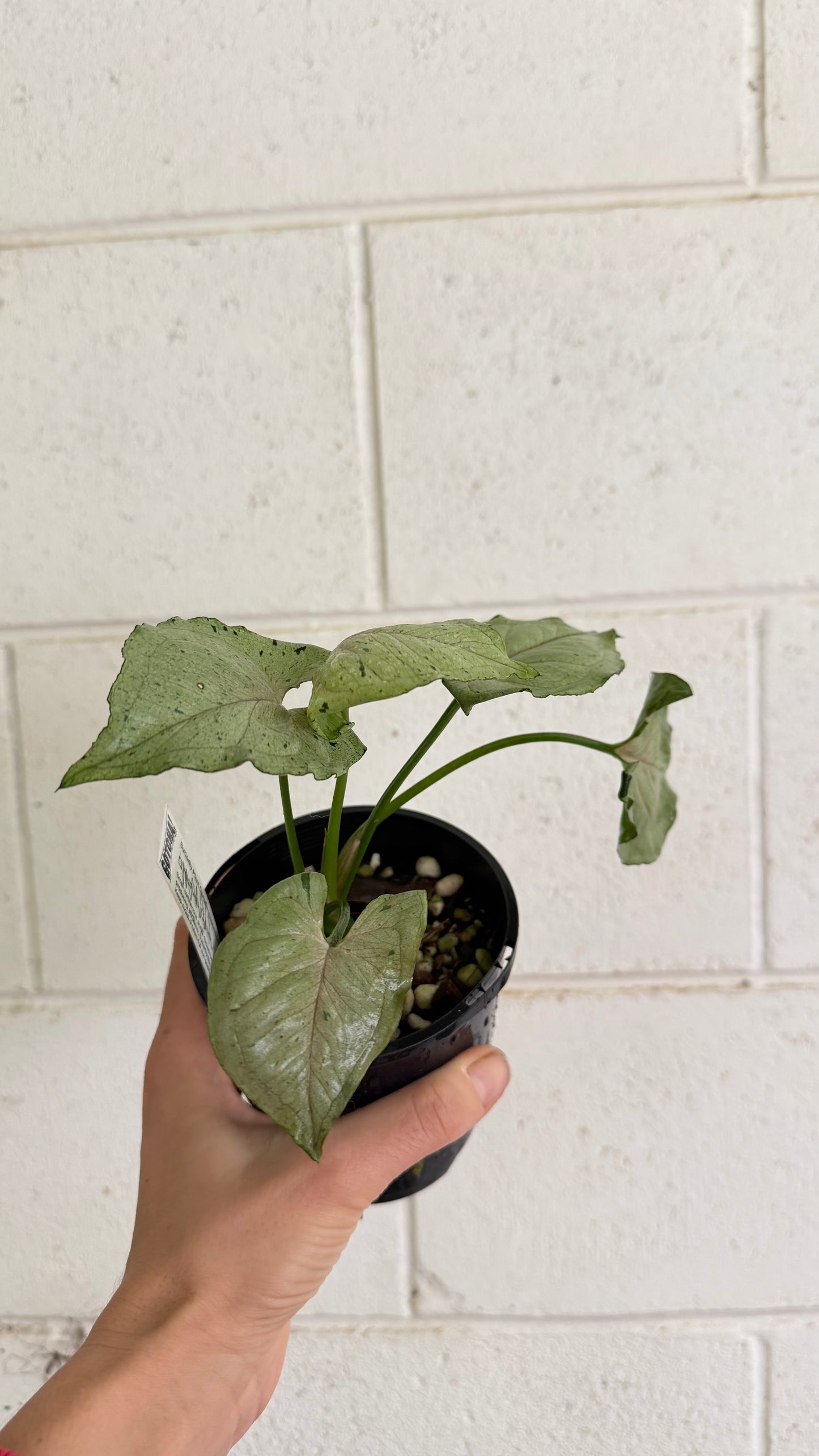 Syngonium Green Splash