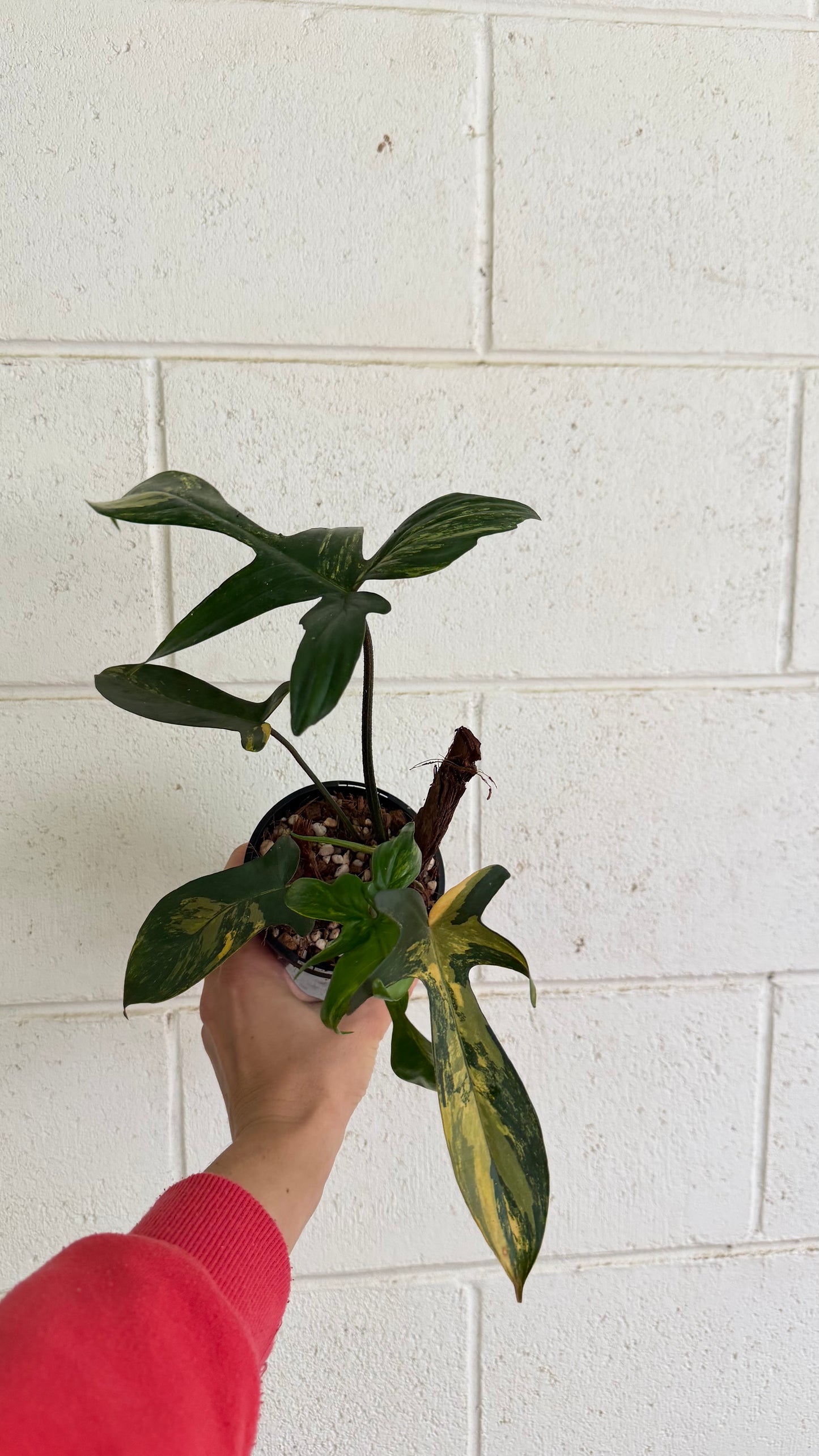 Philodendron Florida Beauty