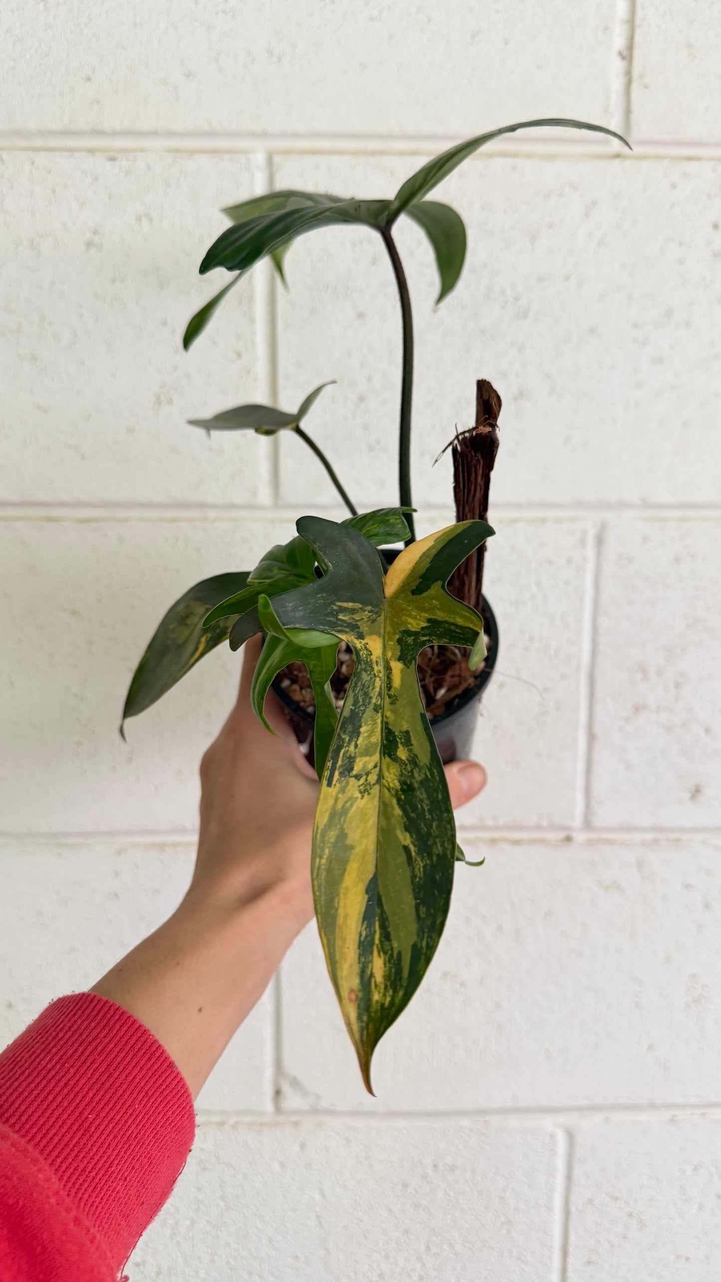 Philodendron Florida Beauty