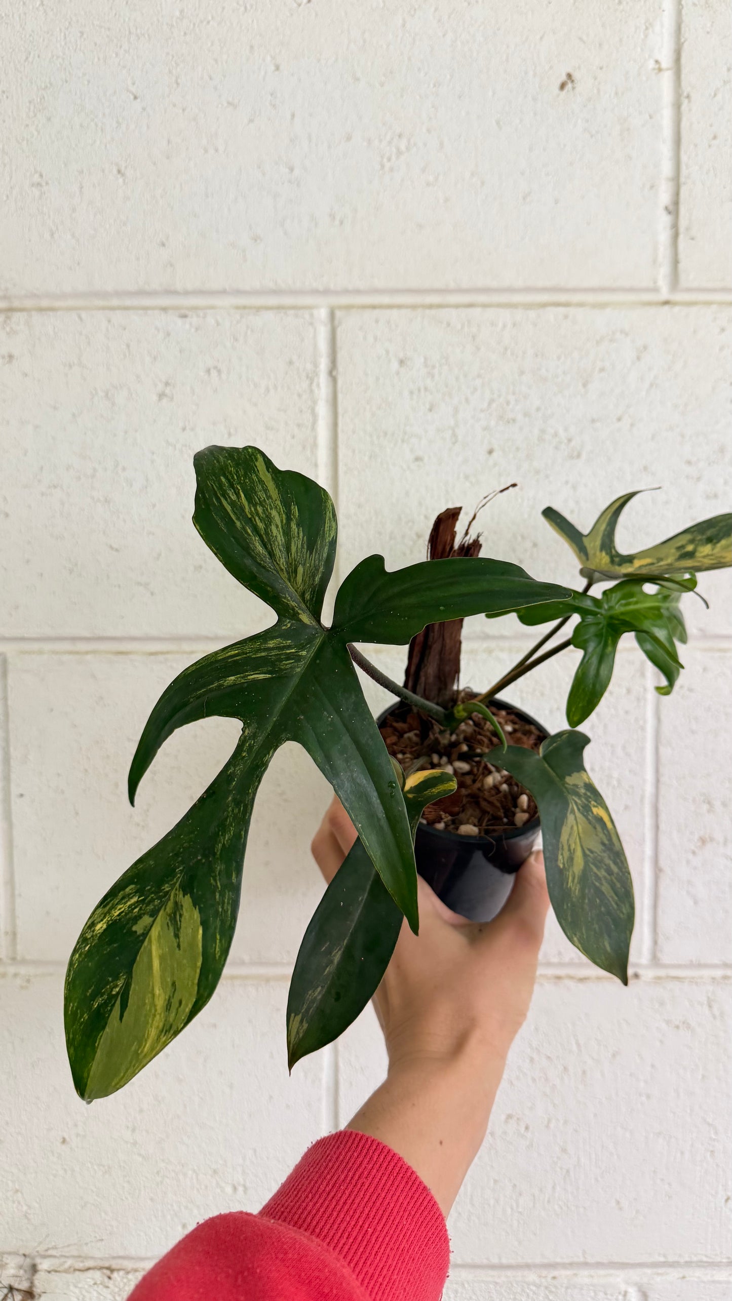 Philodendron Florida Beauty