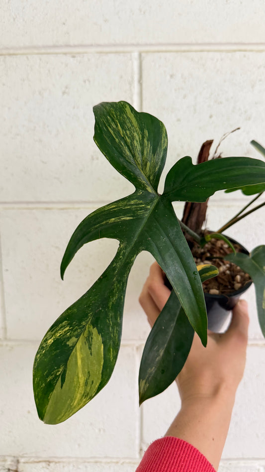 Philodendron Florida Beauty
