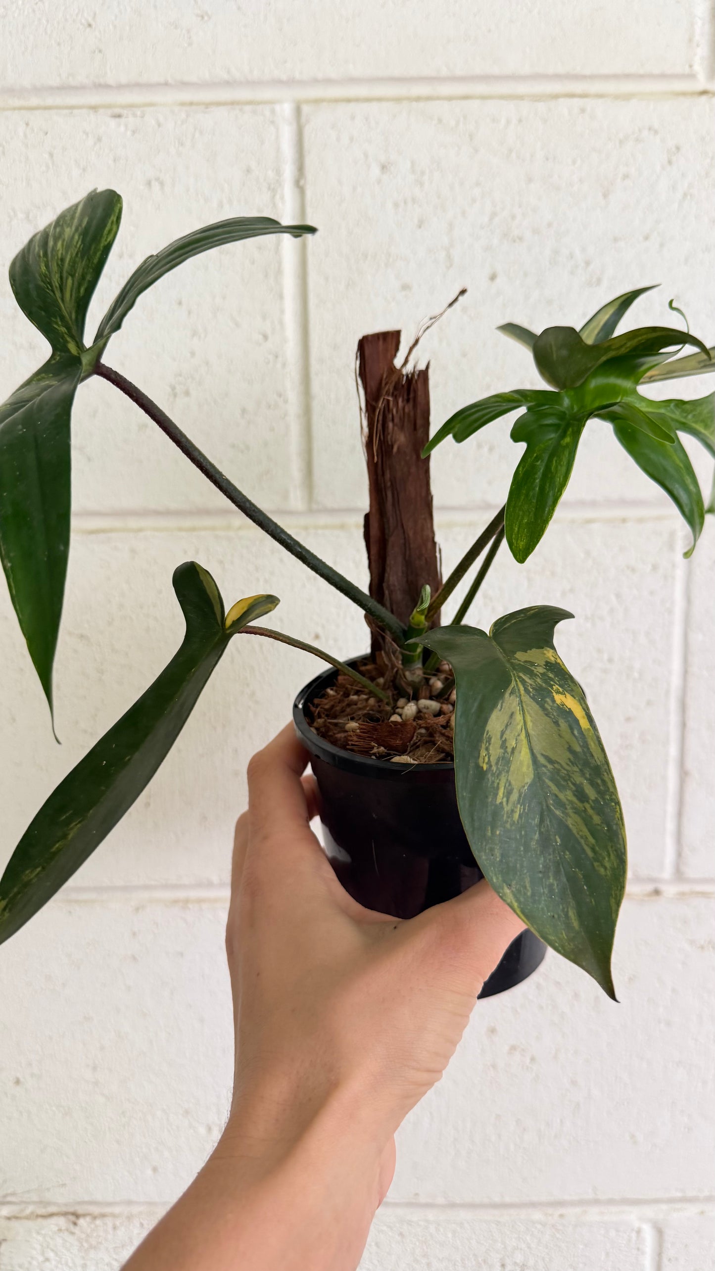 Philodendron Florida Beauty