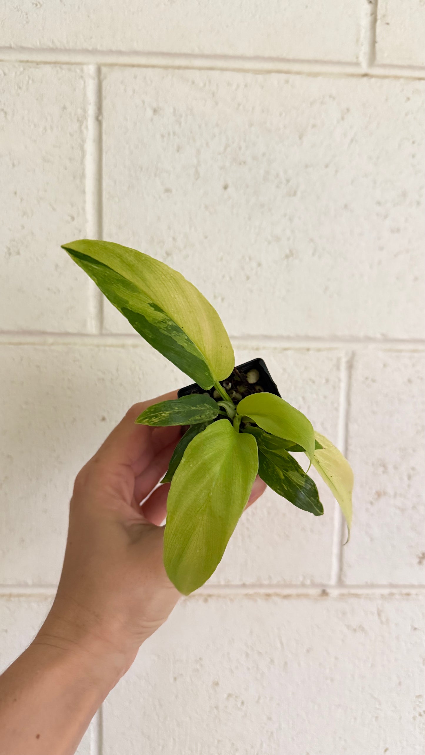 Philodendron pinnatifidum 'Olympiad'