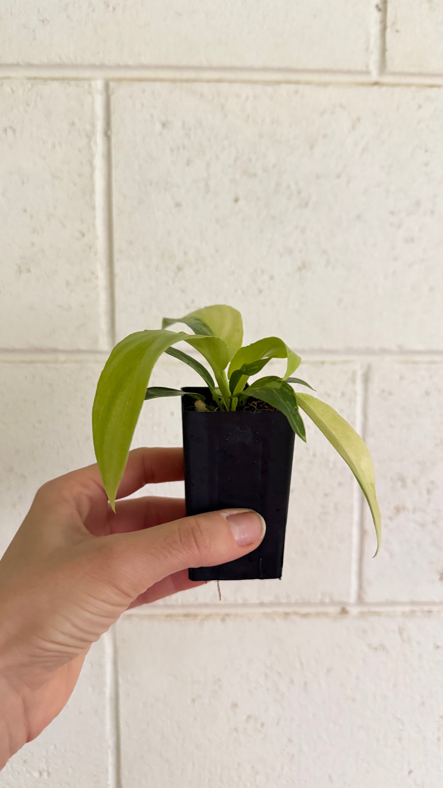 Philodendron pinnatifidum 'Olympiad'