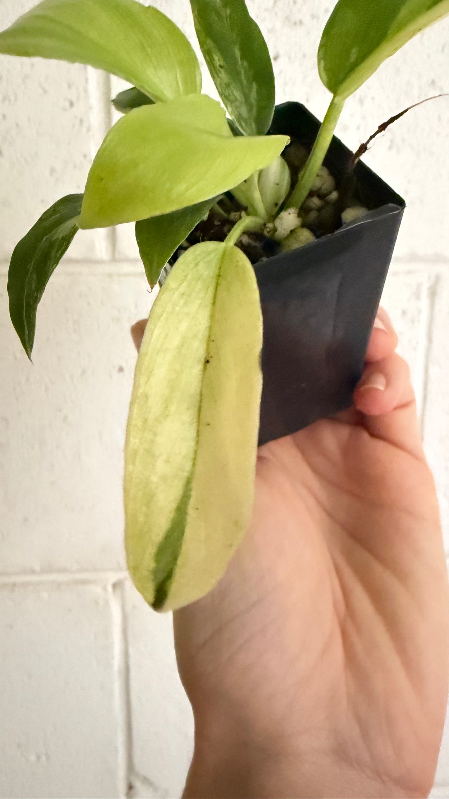 Philodendron pinnatifidum 'Olympiad'