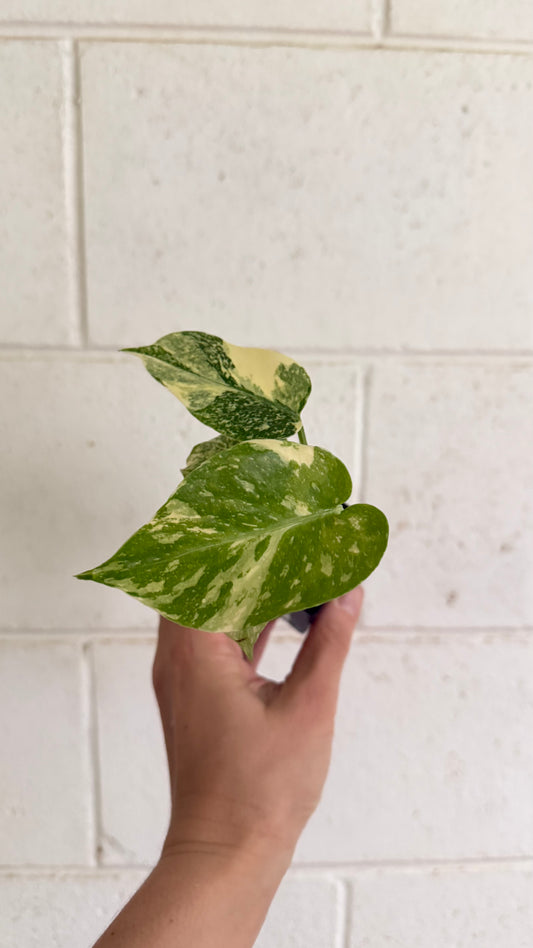 Monstera Thai Constellation Highly Variegated