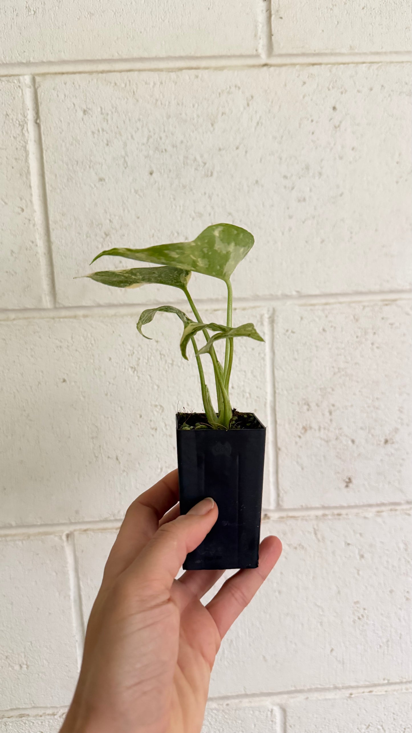 Monstera Thai Constellation Highly Variegated