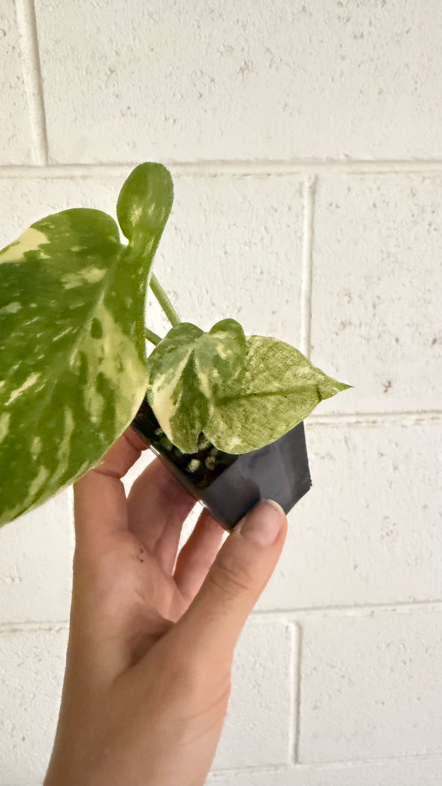 Monstera Thai Constellation Highly Variegated