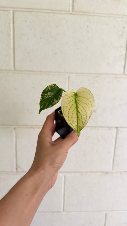 Monstera "White Monster" - variegated Monstera