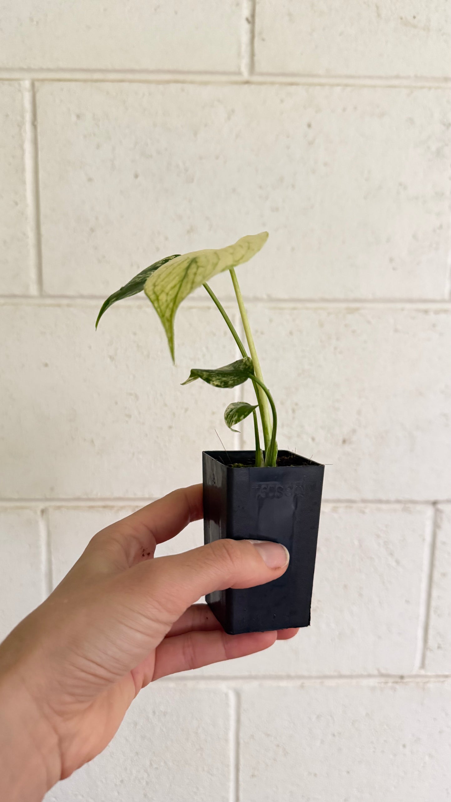 Monstera "White Monster" - variegated Monstera
