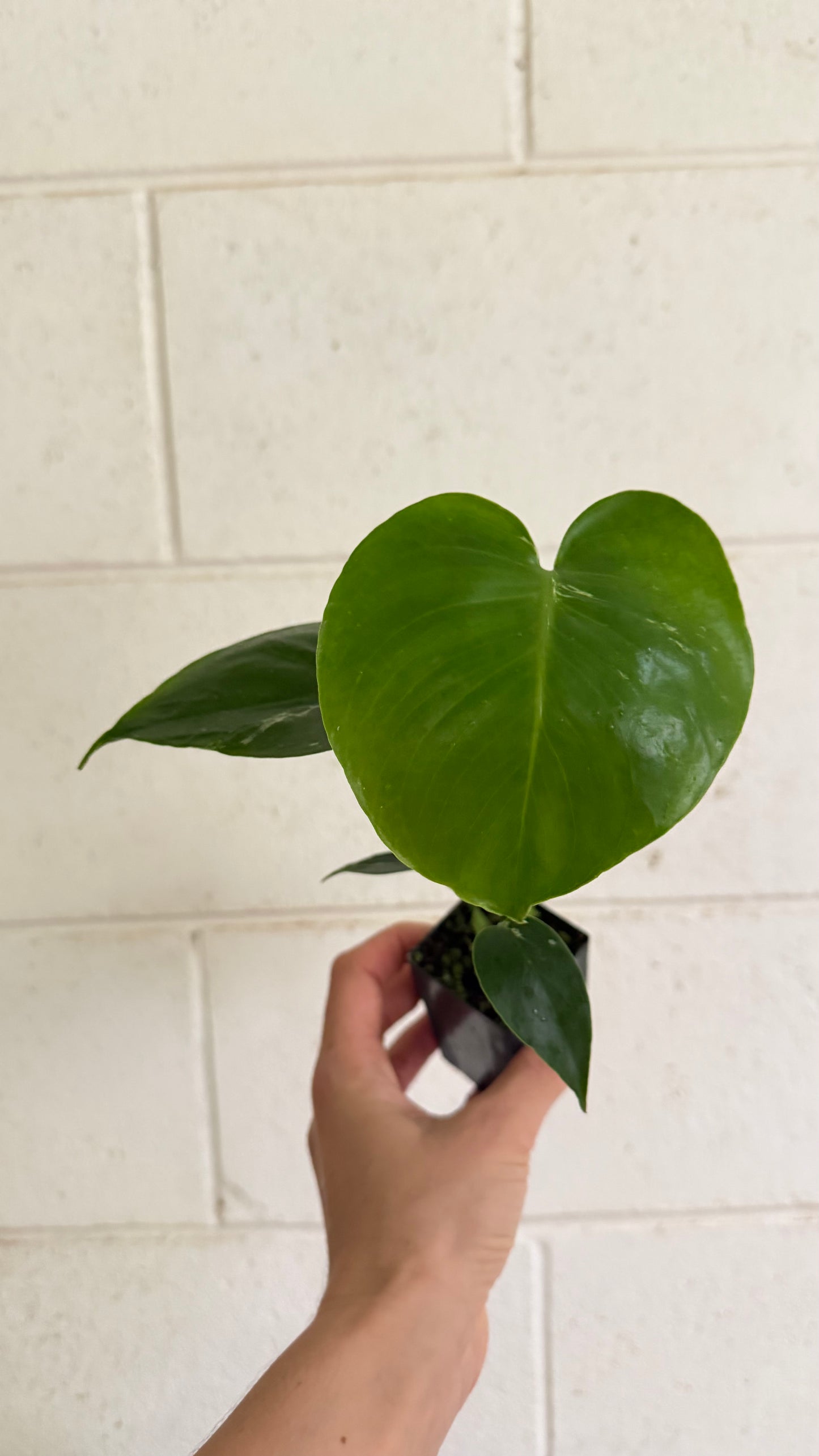 Monstera Bulbasaur variegated
