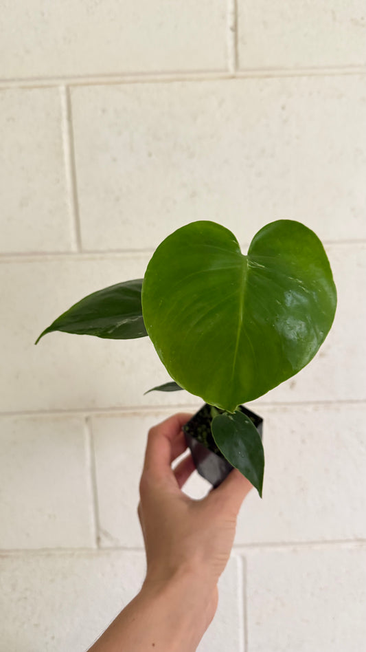 Monstera Bulbasaur variegated