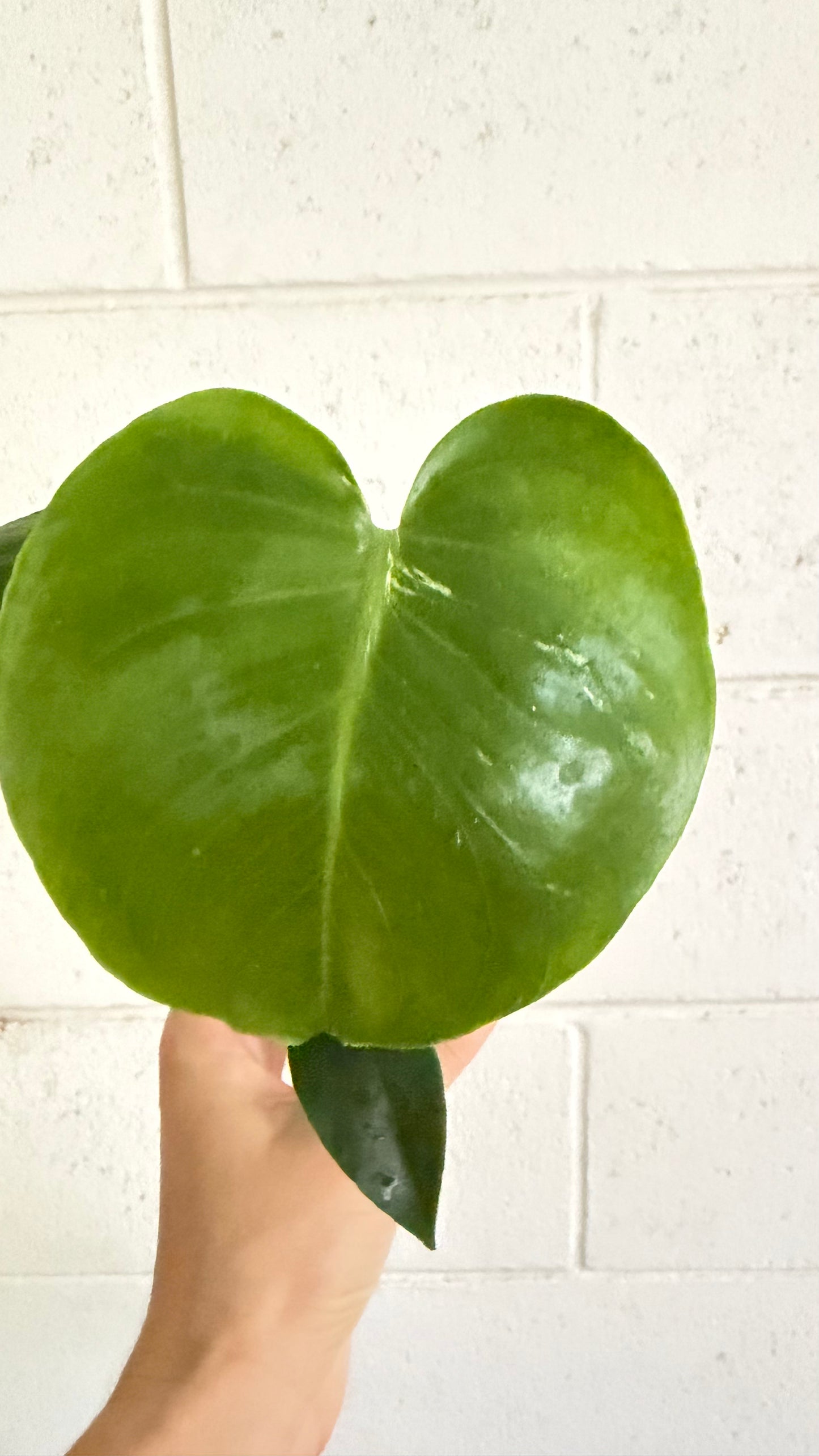 Monstera Bulbasaur variegated