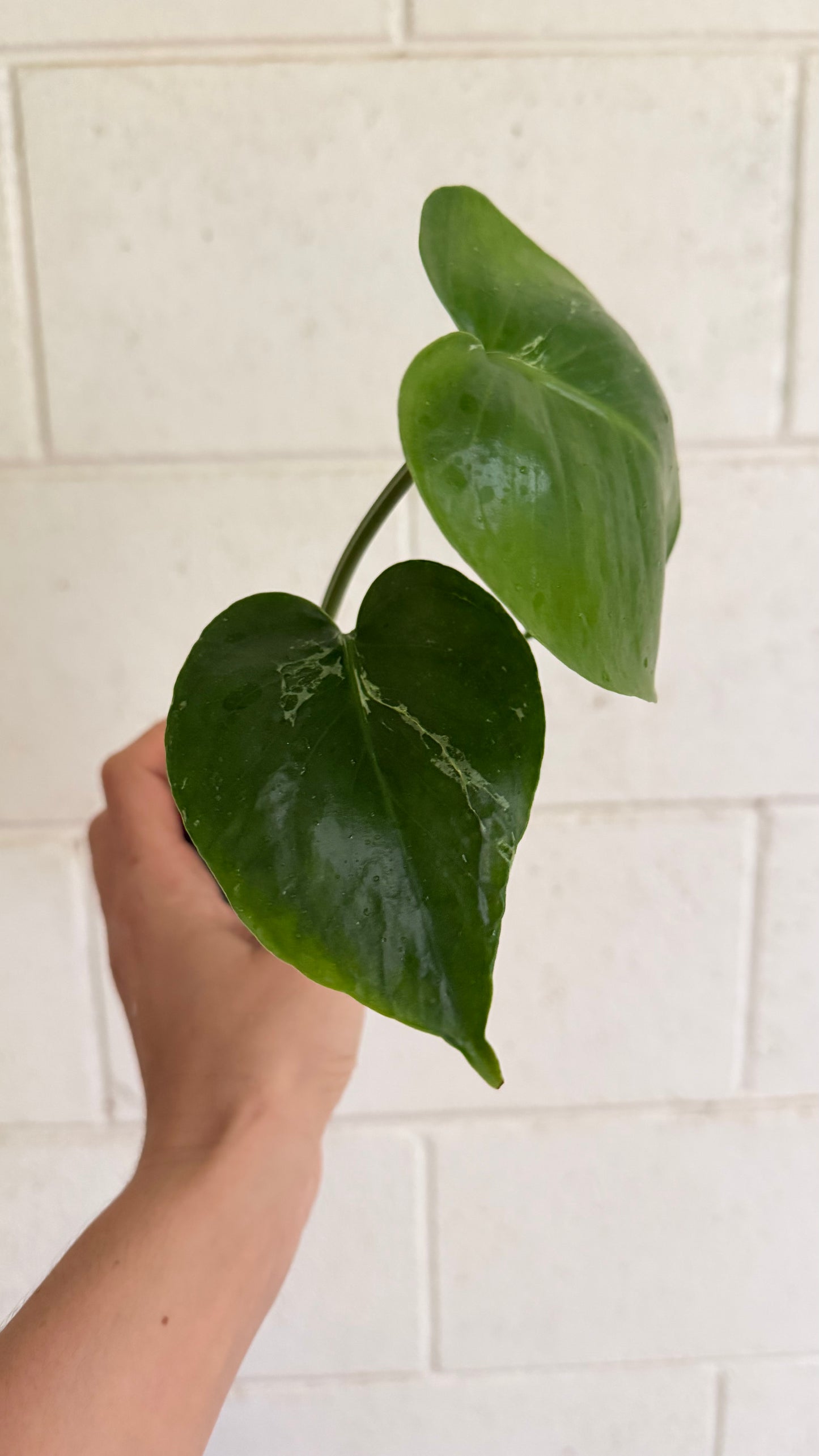 Monstera Bulbasaur variegated